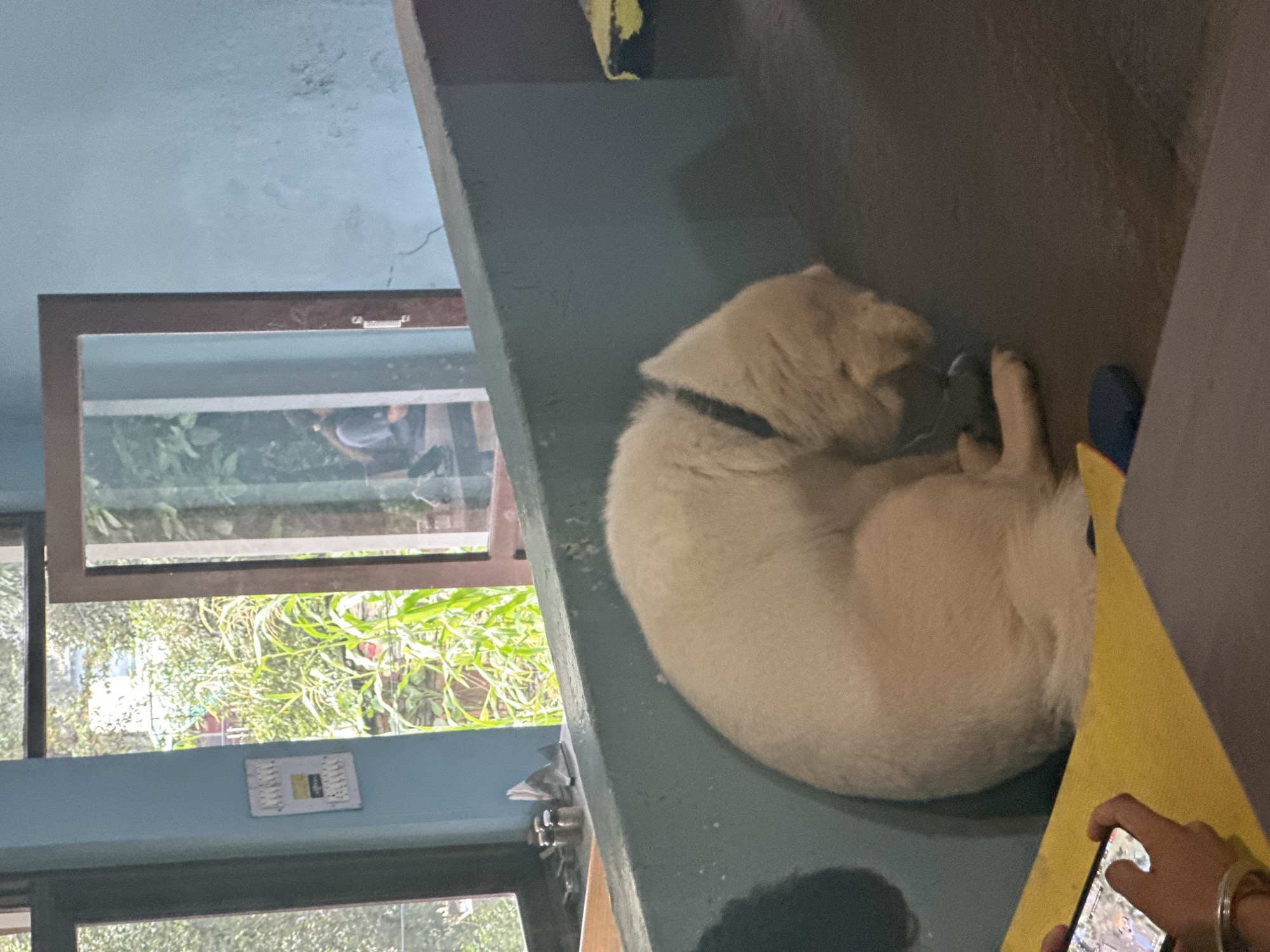 A light-colored dog, with a black collar, sleeps curled up on a dark surface. A yellow mat is partially visible in the foreground. To the left, a person's hands are holding a smartphone, with a silver bracelet on one wrist. In the background, there is a blue wall and a window looking out onto lush greenery. A door with a dark frame is ajar, revealing a reflection of a person with dark hair in the doorway. A white electrical panel with yellow and black labels is mounted on the blue wall.