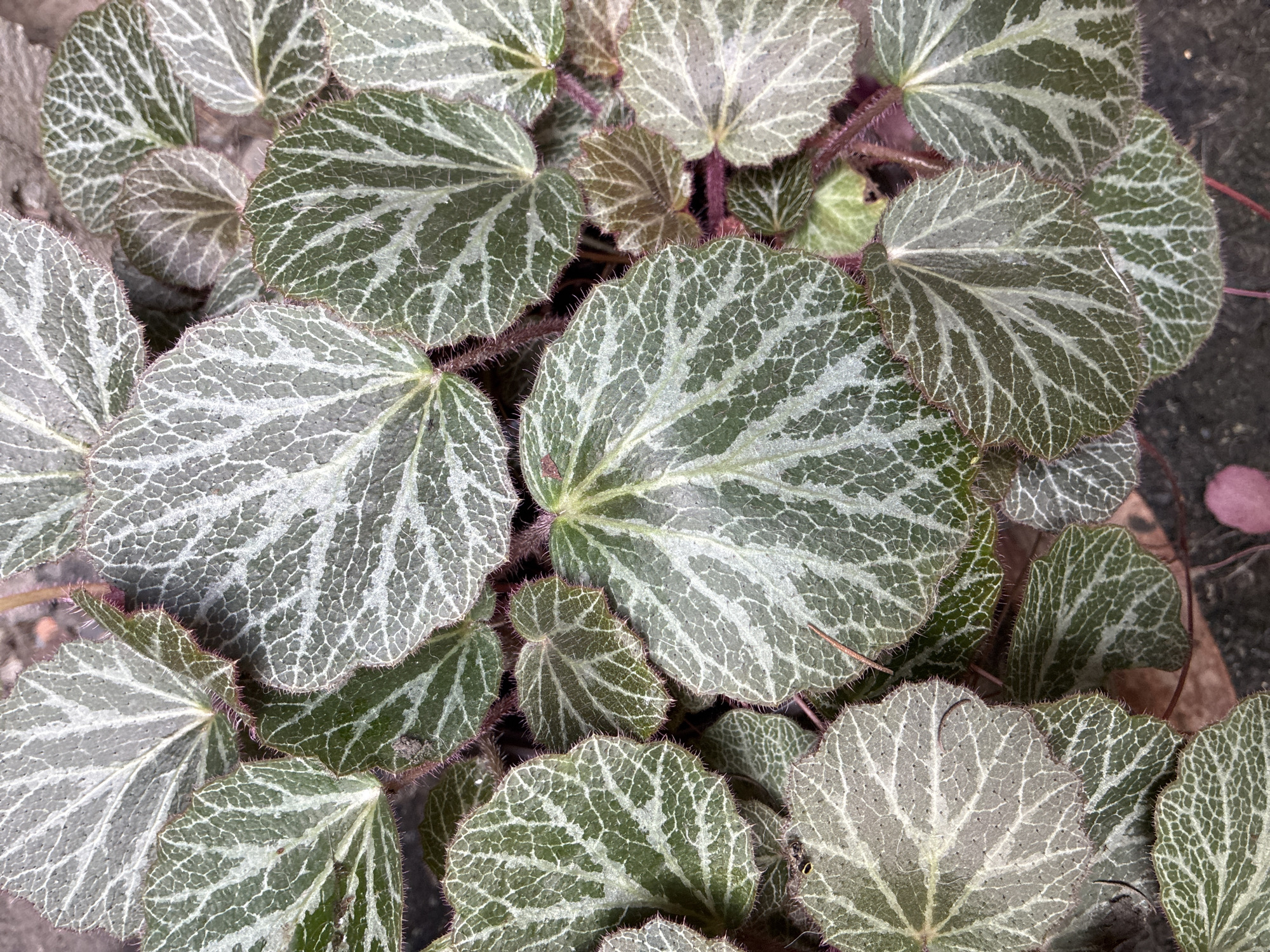 The image displays a close-up, overhead view of a cluster of plants with distinctly patterned leaves. The leaves are heart-shaped and exhibit a striking pattern of light green or silvery veins against a darker green background, creating a reticulated or web-like effect. The leaf margins are serrated and appear to have fine, reddish hairs. The stems are also reddish. The background consists of dark soil or mulch, with some lighter, indistinct elements that could be gravel or dead plant matter. There are no people or animals visible in the image. The environment appears to be an outdoor setting, possibly a garden bed or planter. No specific location in Chernoyarskaya, Russia, can be determined from the image.