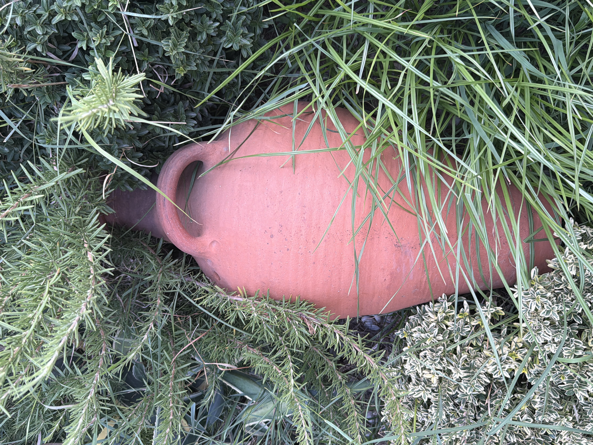 A terracotta amphora, partially obscured by lush green foliage, rests amidst the vegetation. The amphora is a reddish-brown color and has two distinct handles near its opening. The surrounding greenery includes rosemary with its characteristic needle-like leaves, as well as variegated plants with white and green foliage. Long, slender blades of grass crisscross the foreground. The scene appears to be an outdoor setting in a garden, possibly in the city of Sabirabad, Azerbaijan. No people are visible in the image.
