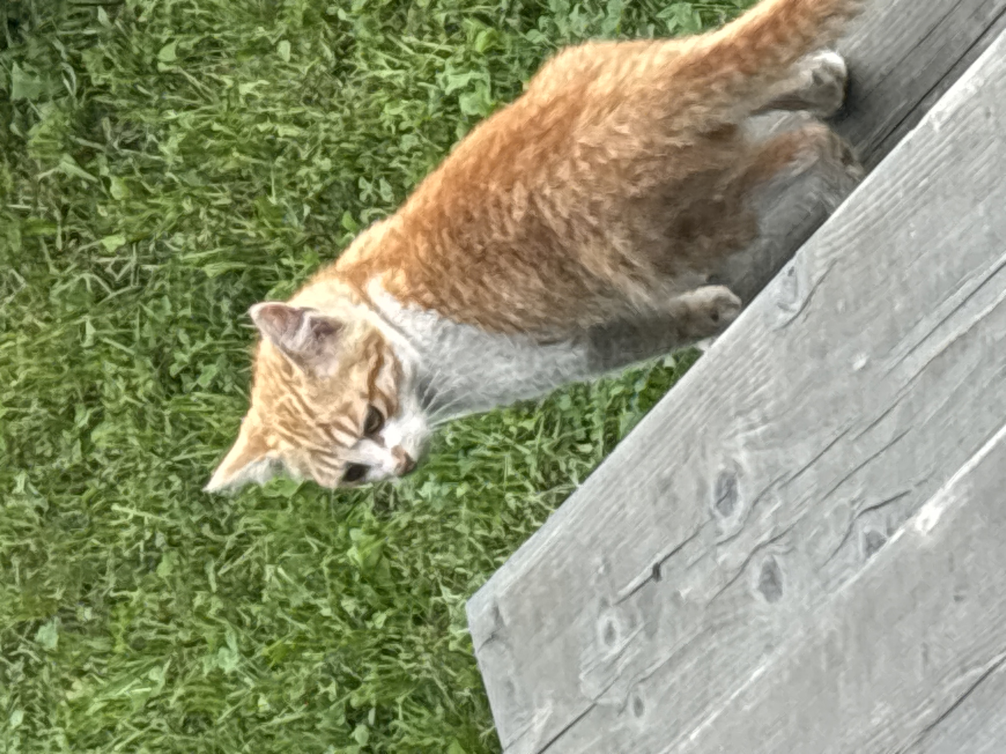 An orange and white cat is standing on a wooden surface, possibly steps or a bench, with a grassy area in the background. The cat is looking down and to its left. The wooden surface is weathered and appears to be outdoors. The grass is green and appears to be well-maintained. The image does not contain any specific information that would indicate its location in Zvenigorod, Russia.