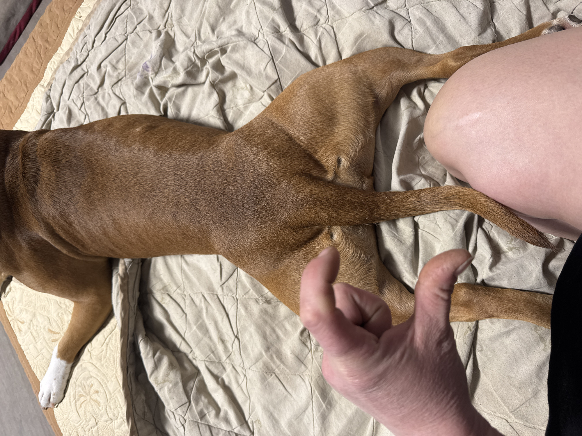 The image presents an overhead view of a brown and tan dog lying on a bed next to a person. The dog is stretched out horizontally across the frame, facing away from the camera, displaying its short, reddish-brown fur. One of its front paws, visible on the far left, is white.
To the right of the dog, parts of a person's body are visible. A fair-skinned leg, likely a thigh, rests next to the dog, showing a faint linear mark on its surface. In the lower right corner, a person's hand is raised, giving a distinct "thumbs up" gesture, conveying a positive sentiment. A glimpse of dark clothing, possibly black trousers, can be seen at the edge of the frame next to the person's leg.
The setting appears to be indoors, likely a bedroom. The dog and person are resting on crumpled, light-colored bedding, possibly a sheet or duvet cover, which shows wrinkles and shadows. Beneath this, other layers of bedding, including a patterned beige fabric, are visible. The overall impression is one of relaxed companionship and comfort between the pet and its owner in Chaikovsky, Russia. There is no visible text.