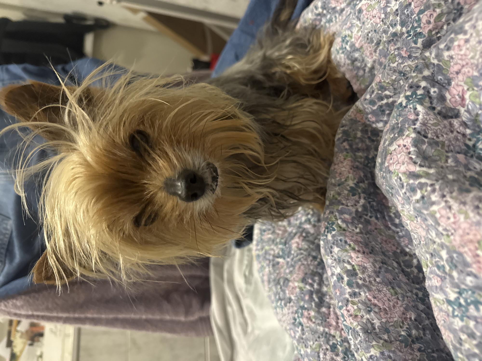 A small, brown and blonde Yorkshire Terrier lies on a bed covered in floral-patterned bedding. The dog is positioned close to the camera with its face oriented forward and eyes closed. The bed appears to be layered with different colored sheets, including blue, white, and lilac. The background is blurry, with hints of interior elements such as a shelf. The location of Burgas, Bulgaria, is not discernible from the image.