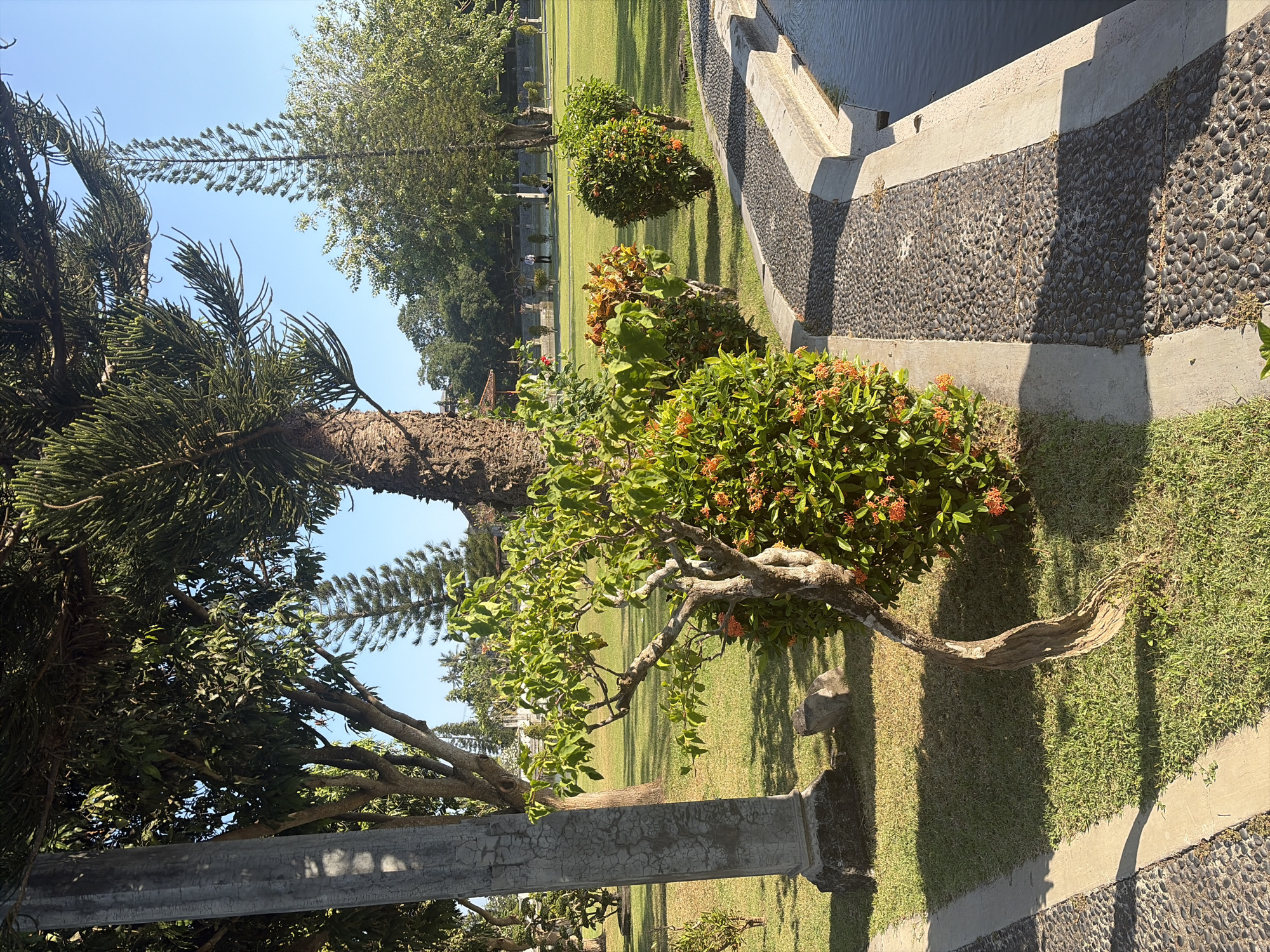The image depicts a section of the Tirta Gangga water palace in Karangasem, Indonesia. A curved pathway made of dark, smooth stones runs alongside a body of water, bordered by a concrete edge. To the left of the pathway is a well-maintained lawn. In the foreground, a small, twisted tree with green leaves and orange flowers is prominently featured. A tall, grey, fluted pillar stands to the left of the tree, partially shaded. In the background, more greenery, including lush trees and manicured bushes, are visible under a clear blue sky. Further in the distance, several people are scattered across the lawn and near ponds, appearing to be visitors enjoying the park. The scene is bathed in sunlight, creating distinct shadows.