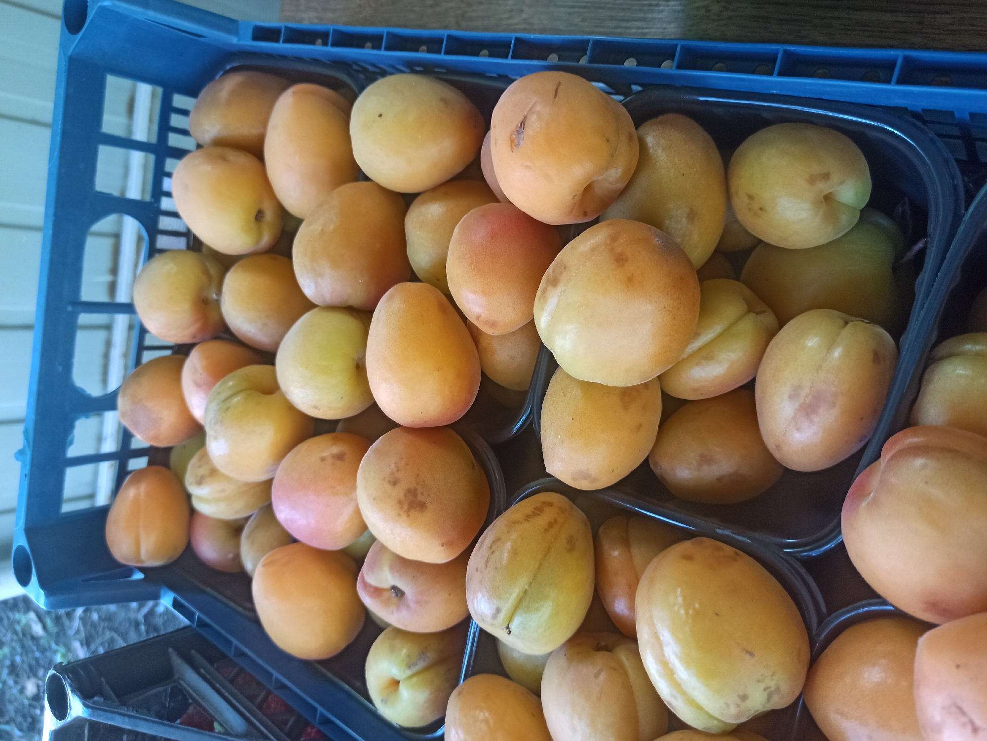 In Kryvyi Rih, Ukraine, a close-up, eye-level shot captures a blue plastic crate overflowing with ripe apricots. The crate is positioned outdoors, resting on a wooden surface, with hints of foliage and a light-colored wall in the background. The apricots, varying in shades of orange and yellow, are densely packed within the crate, with some spilling into smaller, black plastic containers also filled with the fruit. A few apricots show small blemishes or imperfections, indicating their natural origin. The lighting is even, suggesting an overcast day or indirect sunlight. There are no people or animals visible in the frame. The overall scene depicts a fresh harvest, ready for consumption or sale.