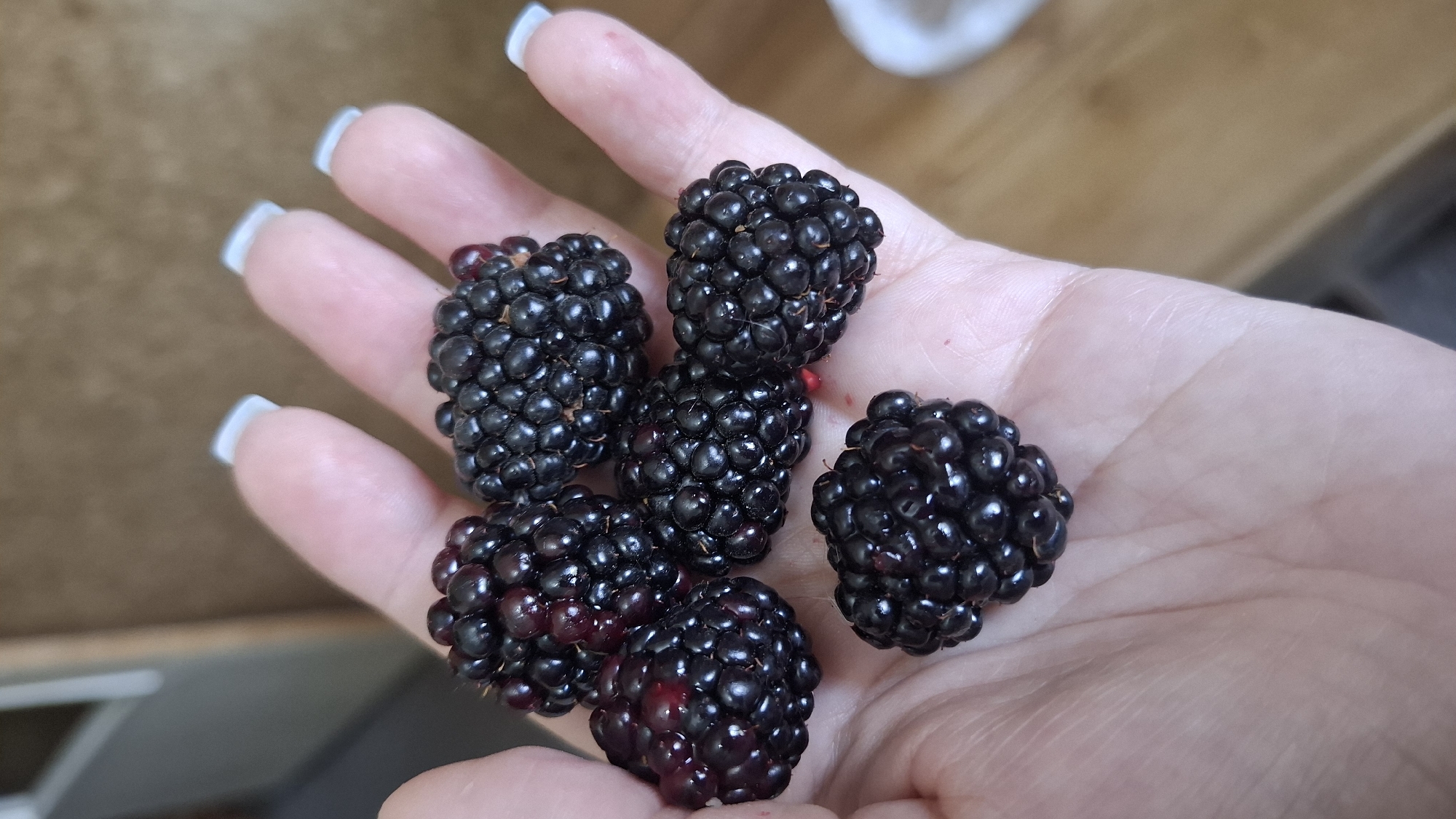 A close-up, overhead shot shows a person's left hand holding six ripe blackberries. The hand is pale and has white-tipped fingernails. The blackberries are dark purple-black, plump, and appear juicy. They are clustered together in the palm of the hand, with three in the upper section and three in the lower section. The background is blurred and appears to be an indoor setting with a wooden surface and possibly a doorway. The location in Shymkent, Kazakhstan is not specified or discernible from the image.