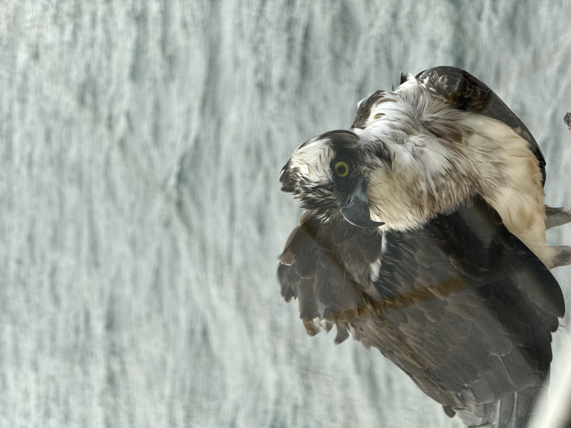 The image shows an osprey, a bird of prey, perched on a branch. The osprey has distinctive white and brown plumage with a dark mask and a sharp, hooked beak. Its yellow eye is visible. The background is a soft, blurred texture, potentially a window or other surface causing a diffusion of light.