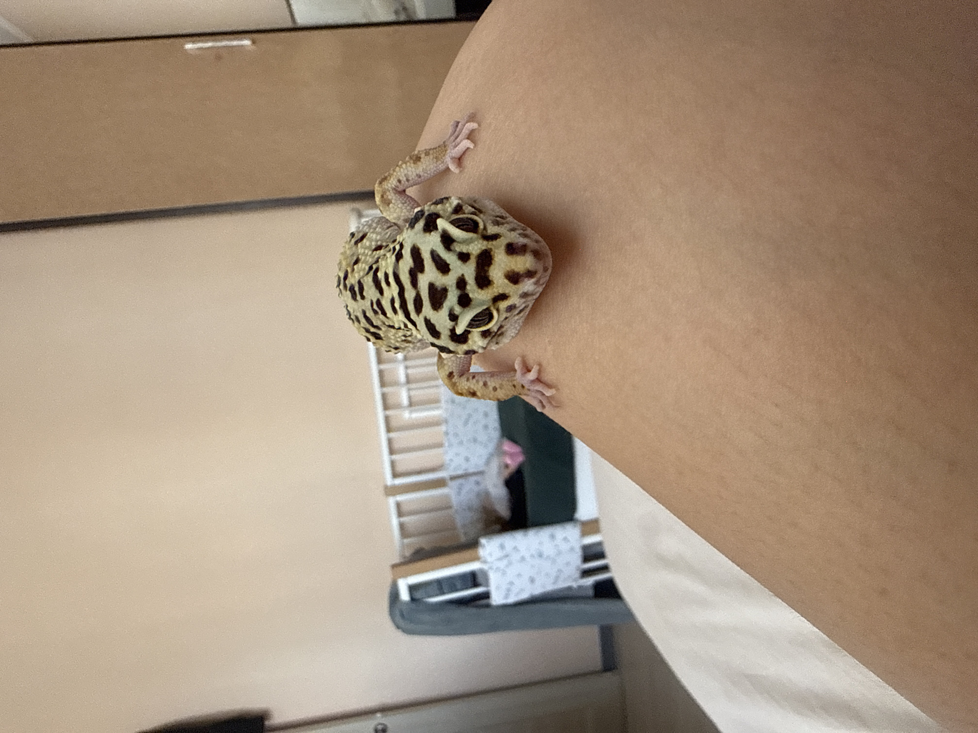 An overhead, slightly angled shot captures a leopard gecko clinging to a person's bare arm or shoulder within an indoor setting in Tobolsk, Russia. The gecko, with its distinctive yellow and black spotted pattern across its body and head, is positioned head-down, looking towards the bottom of the frame, with its small limbs splayed out, gripping the skin. Its eyes are visible, appearing calm.
The person's skin, which serves as the primary surface for the gecko, is light-toned and smooth, occupying the right side and upper portion of the image. In the blurred background to the left, parts of a room are visible. A light brown wall is prominent, meeting a darker strip along the top edge, possibly a trim or frame. Below this, a light-beige wall fills the mid-left. Further down and to the left of the gecko, a white, cage-like structure, possibly a pet enclosure or a piece of furniture, is partially visible. Inside this structure, some light-colored fabric or paper with faint patterns can be discerned. The overall lighting suggests it is daytime. No text is visible in the image.