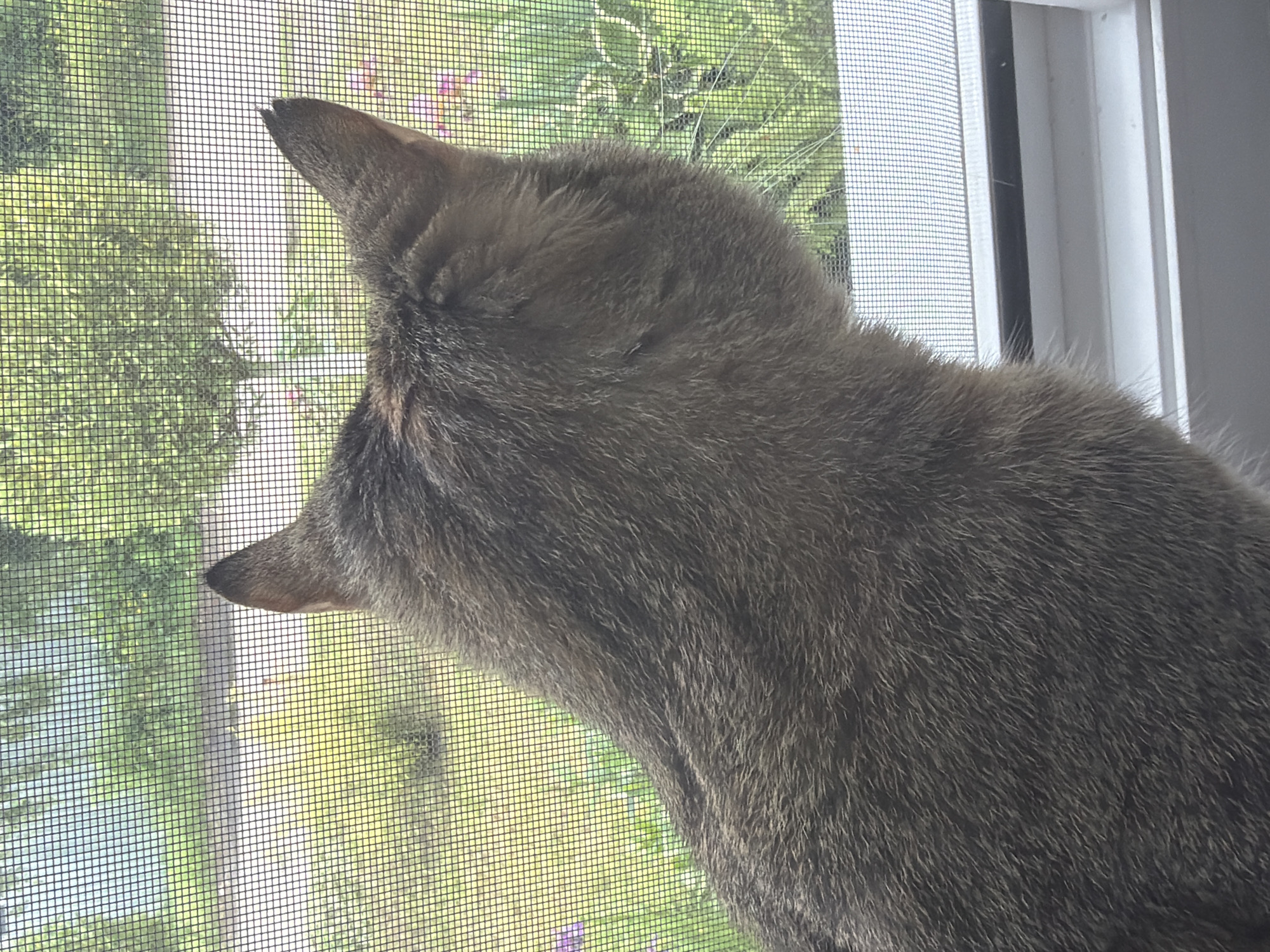The image shows a close-up, over-the-shoulder view of a cat looking out through a window screen. The cat's head is turned to the left, with its mouth open as if yawning or meowing. Its fur is a mix of gray and brown stripes. The window screen is visible in the foreground, distorting the view of the outside. Through the screen, lush green foliage and some hints of pink flowers are visible, suggesting an outdoor scene with trees and plants. The lighting suggests it is daytime, possibly morning or afternoon, with bright natural light filtering through the window. The setting appears to be indoors, near a window, with the cat observing the outside world. No people are visible in the image.