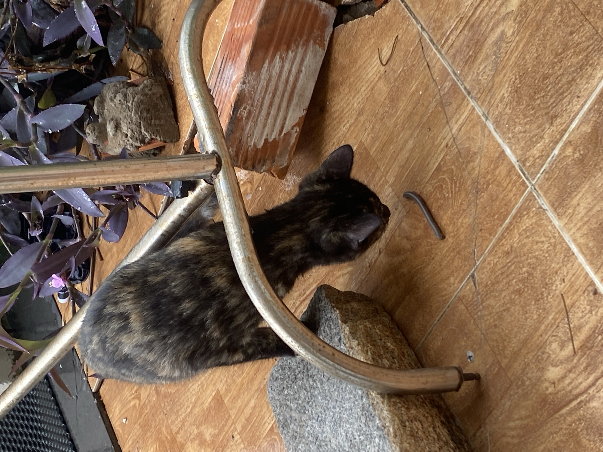 A high-angle shot depicts a tortoiseshell cat in an indoor location in Mũi Né, Vietnam. The cat is positioned among several objects: a brick, two large stones, a metal structure with curved sections, and a leafy purple plant. A dark, worm-like object is near the cat on the patterned tile flooring. The overall setting suggests an unfinished or outdoor patio-like area.