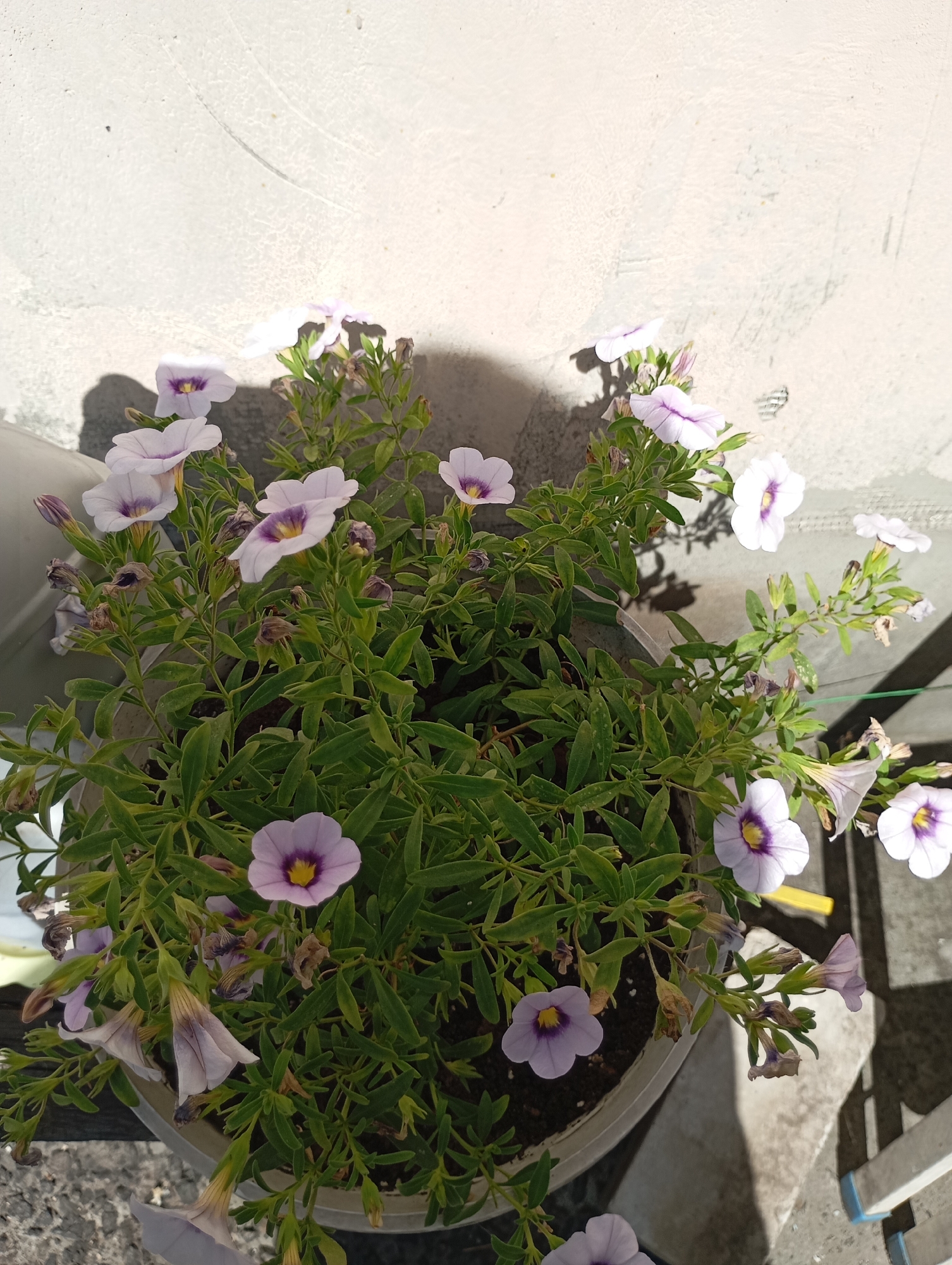 A close-up, high-angle shot showcases a potted plant with numerous light purple, bell-shaped flowers, many featuring a deep purple center and a yellow stigma. The flowers are arranged on green stems and leaves, some of which appear wilted or dried. The plant is in a light gray, circular pot. The background consists of a textured, off-white concrete wall, casting a distinct shadow from the plant. The scene is bathed in bright sunlight, creating strong contrasts and highlights. The setting is likely an outdoor urban environment, potentially a balcony or patio in Horishni Plavni, Ukraine, given the architectural style of the wall and the general appearance of the surroundings. There are no people or animals visible in the image.