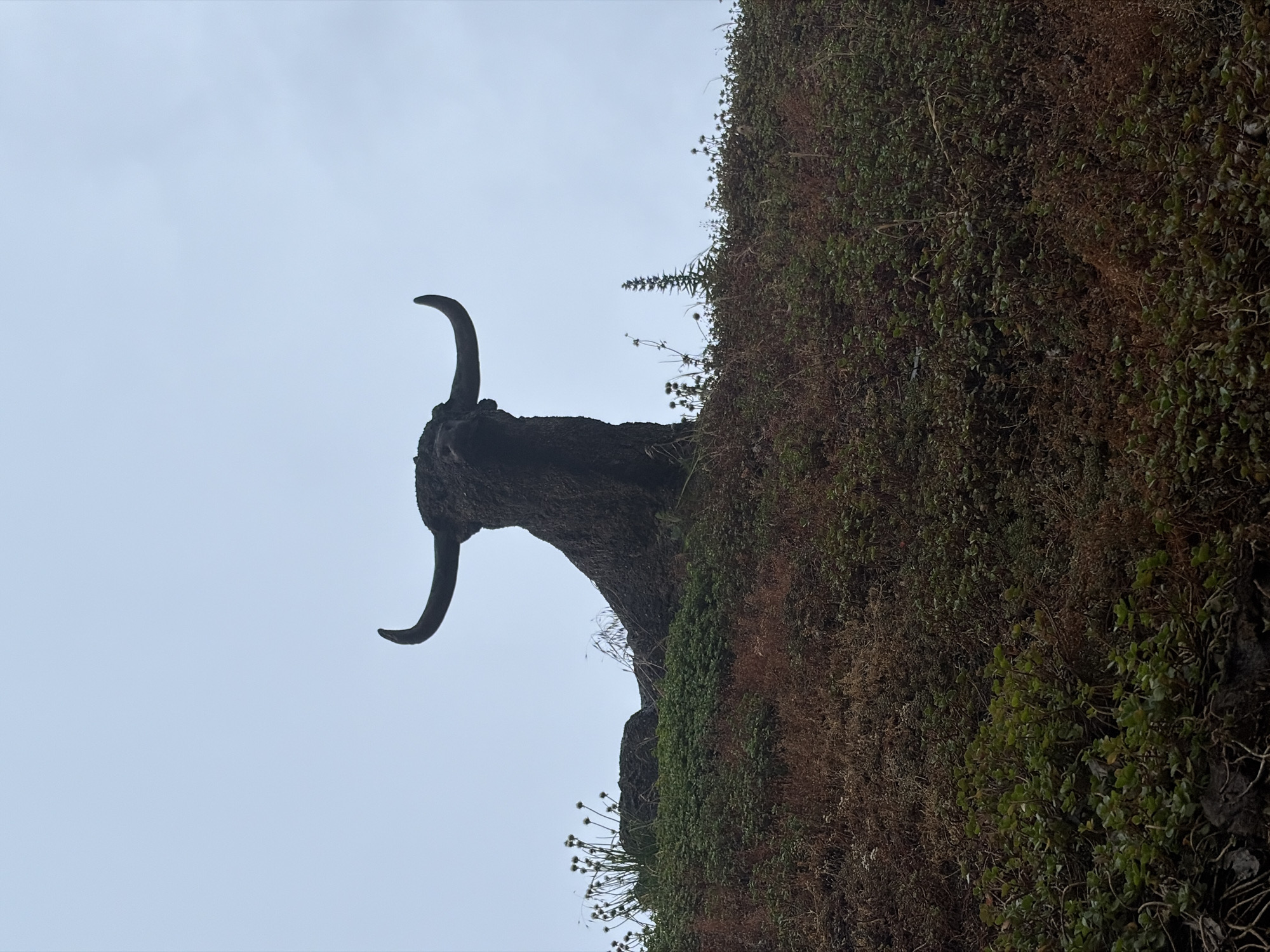 A dark, textured land art sculpture, representing the head and upper neck of a bison or bull with prominent curved horns, is positioned on a vegetated mound under an overcast, light grey sky. The sculpture, primarily dark brown and grey, occupies the upper central portion of the image. The lower two-thirds of the frame show the hillside, densely covered with a mix of vibrant green groundcover and patches of drier, reddish-brown foliage. On the left, several tall, bare stalks with spherical seed heads emerge from the vegetation. To the right of the sculpture's neck, a distinct, spiky, conical plant stands upright. No people or human activity are visible. This sculpture is the "Bison" (Wisent) land art project by Jentsje van der Sloot, located in Wilhelminapark, Rijswijk, Netherlands.