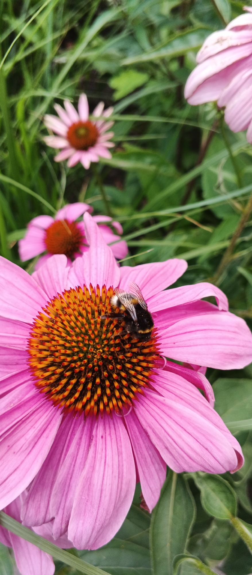 In a garden in Kyiv, Ukraine, a bumblebee with black and yellow stripes is foraging on the center of a vibrant pink coneflower. The flower's petals are long and pointed, and its center is a cluster of spiky, orange-red florets. Other coneflowers, some in bloom and some with buds, are visible in the background, along with lush green foliage. The overall impression is one of natural beauty and the industriousness of a bee at work.