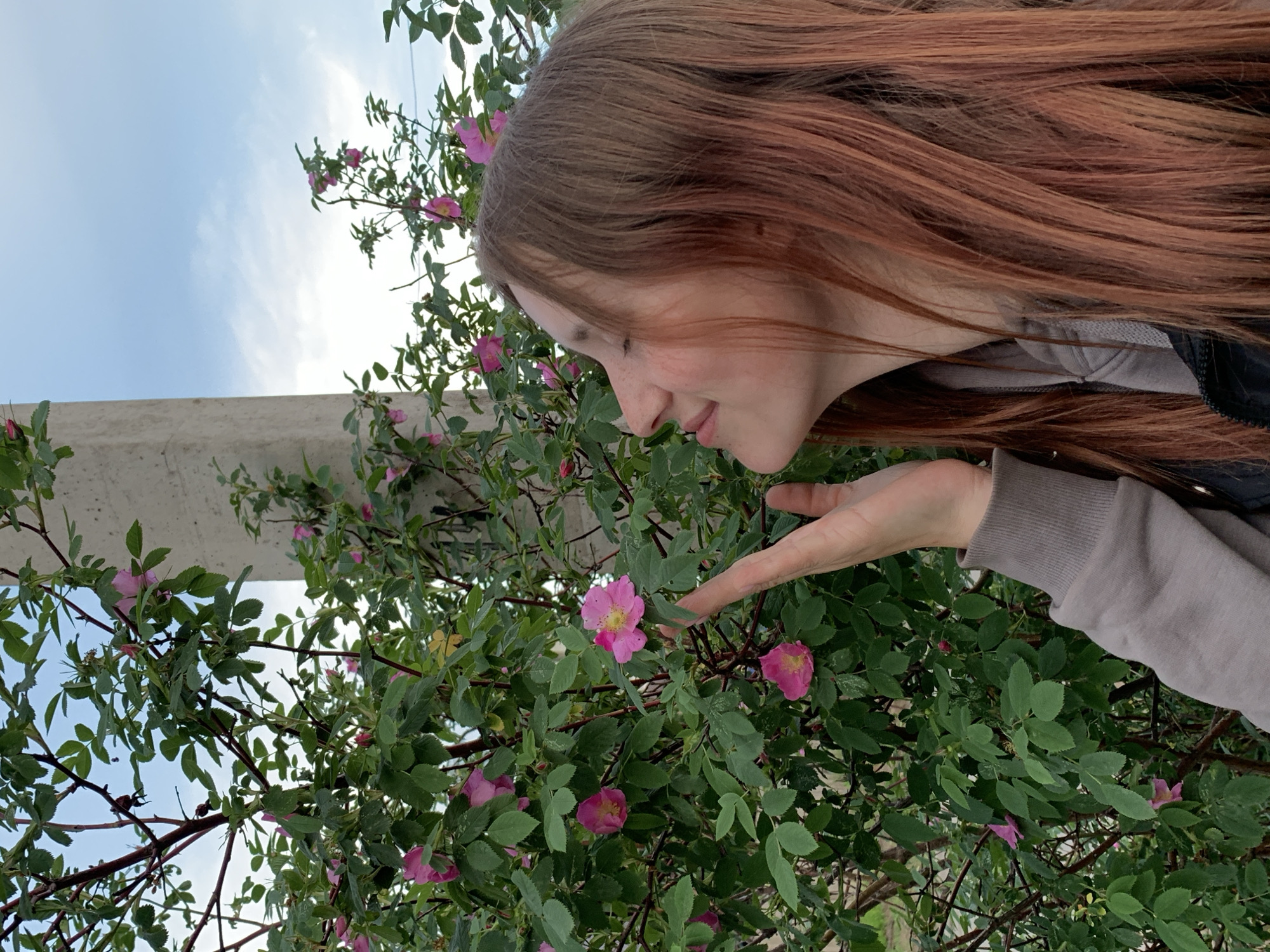 A young woman is standing outside in Фоки, Russia, near a concrete structure. She is wearing a grey sweatshirt and a black vest. Her long hair is light brown with reddish highlights. She is bending slightly, bringing her face close to a bush with green leaves and pink flowers. She is holding out her hand towards one of the pink flowers, possibly about to touch or smell it. The sky is visible in the background, showing light blue with some clouds.