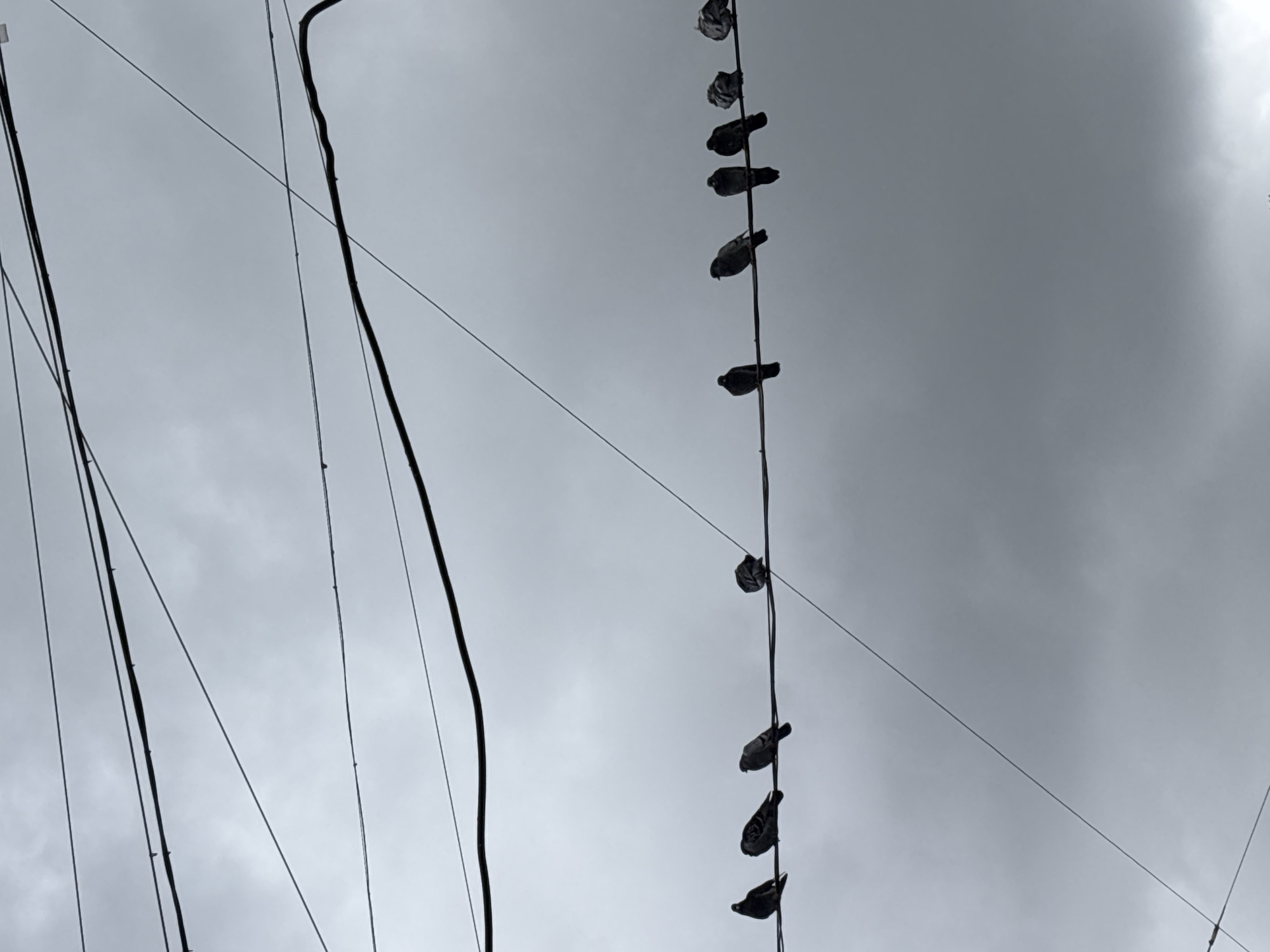 The image depicts a gray sky with clouds. Several electrical wires are running across the frame, one of which has a line of pigeons perched on it. The location is identified as Saint Petersburg, Russia. There are no people visible. The subjects are pigeons perched on a wire. The environment is an overcast day in an urban setting, based on the presence of power lines.