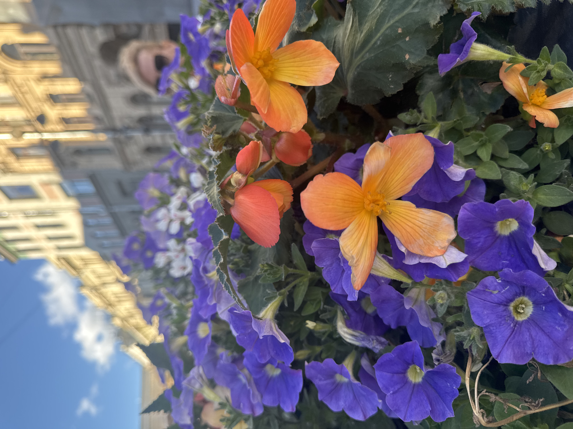 A close-up shot features an abundance of vibrant flowers, predominantly purple petunias and orange-yellow begonias, filling the foreground. The flowers are densely packed, with some petals slightly wilting. In the blurred background, a building with multiple windows and architectural details suggests an urban setting. A portion of a person's head, with blonde hair and sunglasses, is visible behind the flowers on the right side of the frame, looking towards the right. The sky above is blue with scattered clouds. The scene appears to be outdoors in Saint Petersburg, Russia, possibly in a park or street decorated with flower arrangements, given the architectural style of the background buildings which is common in the city. The lighting indicates it is daytime, with sunlight casting shadows.