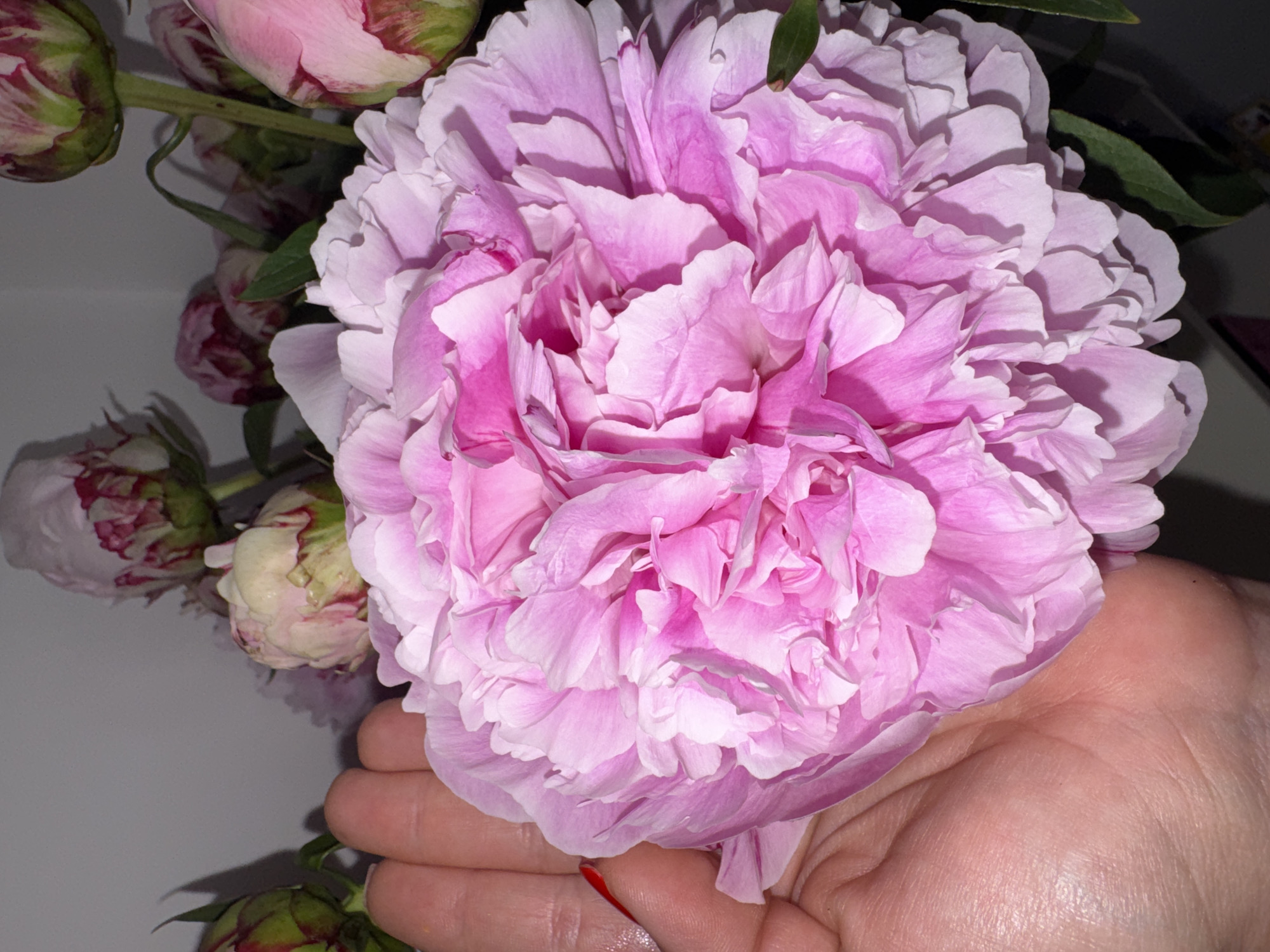 A close-up, high-angle shot captures a large, vibrant pink peony held by a human hand, surrounded by several smaller peony buds and green foliage. The dominant feature is the fully bloomed peony, which showcases numerous soft, ruffled petals in shades of light to medium pink. The petals exhibit natural variations in color and texture, with some appearing lighter at the edges and deeper pink towards the center.
Below the large bloom, a light-skinned hand is visible, gently cupping the base of the flower. The hand's palm and fingers show natural skin lines and texture. A subtle hint of red nail polish is visible on one of the fingernails.
To the left and top of the main bloom, several peony buds are present. These buds are mostly closed, displaying a mix of green sepals with hints of pink and reddish streaks, indicating their stage of development. Some open slightly, revealing the delicate pink petals within. Green stems and a few dark green leaves are also visible, providing a natural backdrop to the blossoms.
The background is a soft, light grey or off-white, creating a clean and uncluttered setting that emphasizes the flowers. The lighting is soft, highlighting the intricate details of the petals and the texture of the hand, and casting subtle shadows that add depth to the composition. There is no visible text in the image.