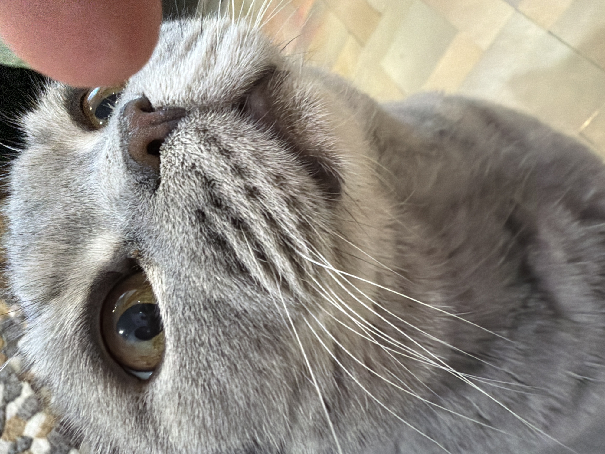 A close-up, slightly tilted image shows a gray cat with amber eyes. The cat's face is positioned diagonally, with its nose near the upper left corner. A finger is touching the cat's face near its nose. The background is a mix of surfaces, with wood flooring visible at the top and a patterned carpet or rug in the lower left corner. There is no evidence to suggest the location is in Perm, Russia.