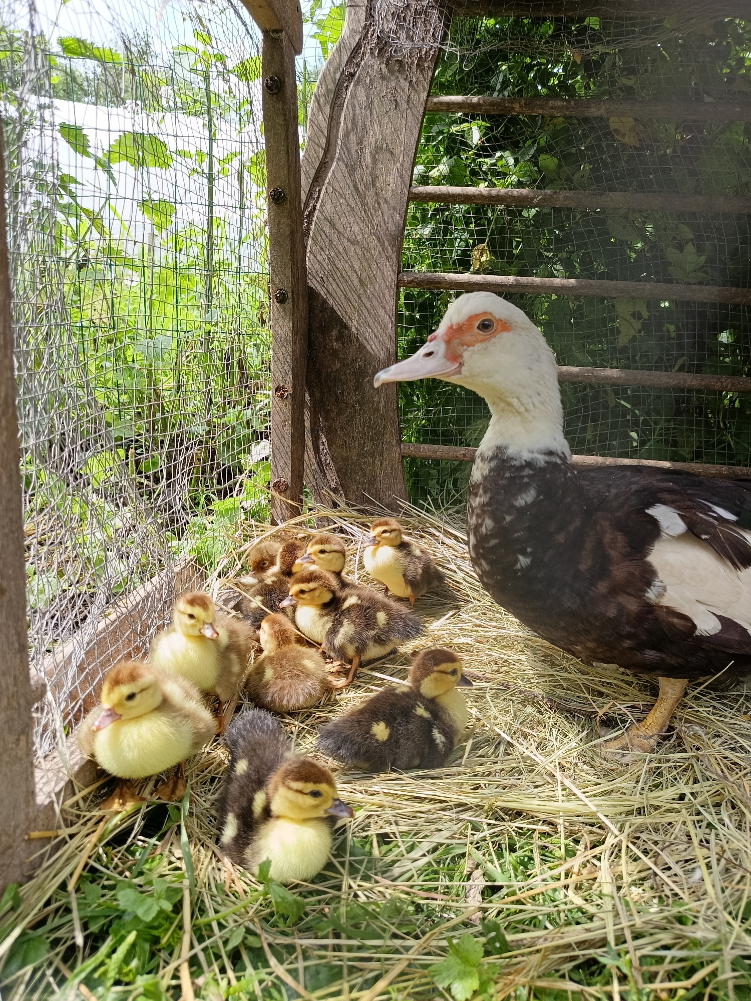 In a rustic wooden enclosure, a white-and-black adult duck stands protectively over a group of small, fluffy ducklings. The enclosure is filled with straw, and the ducklings are huddled together, some with yellow down and others with brown and yellow markings. The adult duck has a distinctive red patch around its eye and beak. Behind the enclosure, lush green foliage and a wire fence suggest an outdoor setting, possibly a farm or rural backyard in Lagovskoe, Russia. The sun is shining, casting shadows on the wooden structure and illuminating the scene.