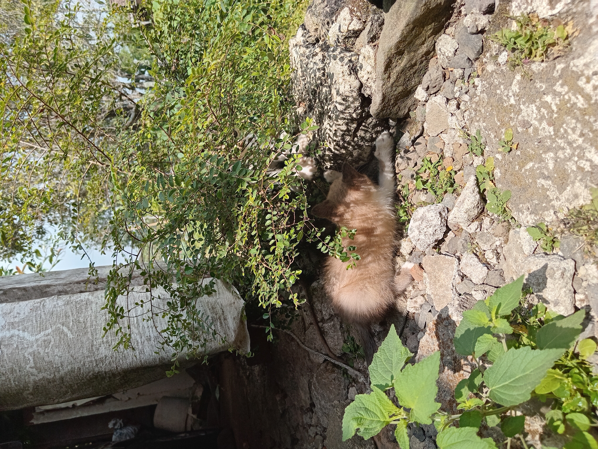 A light brown kitten is playing on a rocky ground under a bush with green leaves. The kitten is lying on its side with its paws extended, facing towards the right. The background shows a large white textured object, possibly a rolled-up tarp or fabric, and more greenery. The scene is outdoors, illuminated by sunlight, casting shadows on the rocks and ground. The ground is covered with various sized rocks and some small green plants. The location is described as Claket, Indonesia.