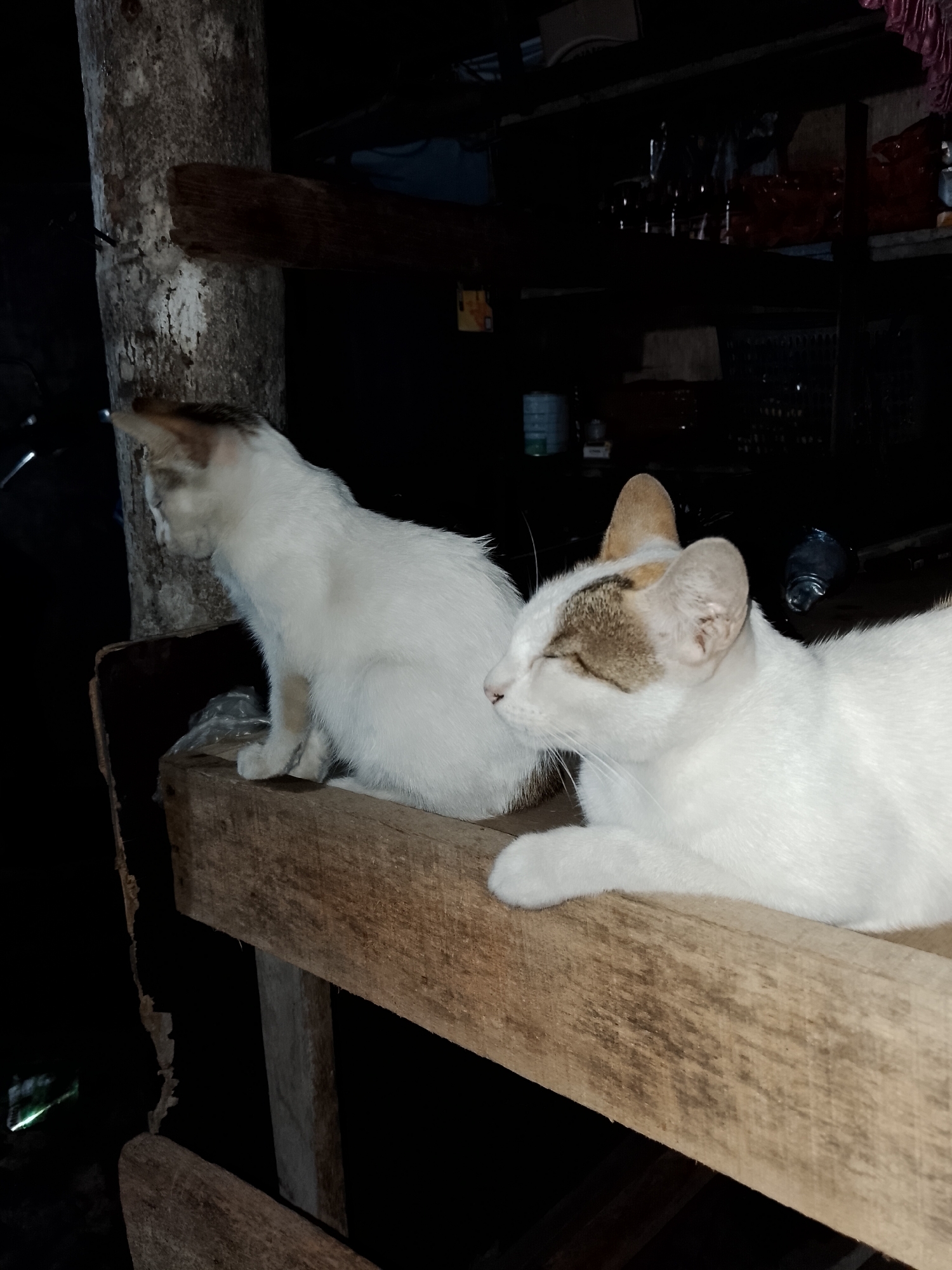 Two white cats with brown markings are perched on a wooden structure in what appears to be an outdoor or semi-outdoor environment. One cat, on the left, is sitting and looking to its left. The other cat, on the right and closer to the foreground, is lying down with its eyes closed, appearing to be resting. The background is dark and indistinct, suggesting it might be nighttime or a dimly lit area. Shelves with various objects are visible in the background. The scene is located in Geulanggang Teungoh, Indonesia.