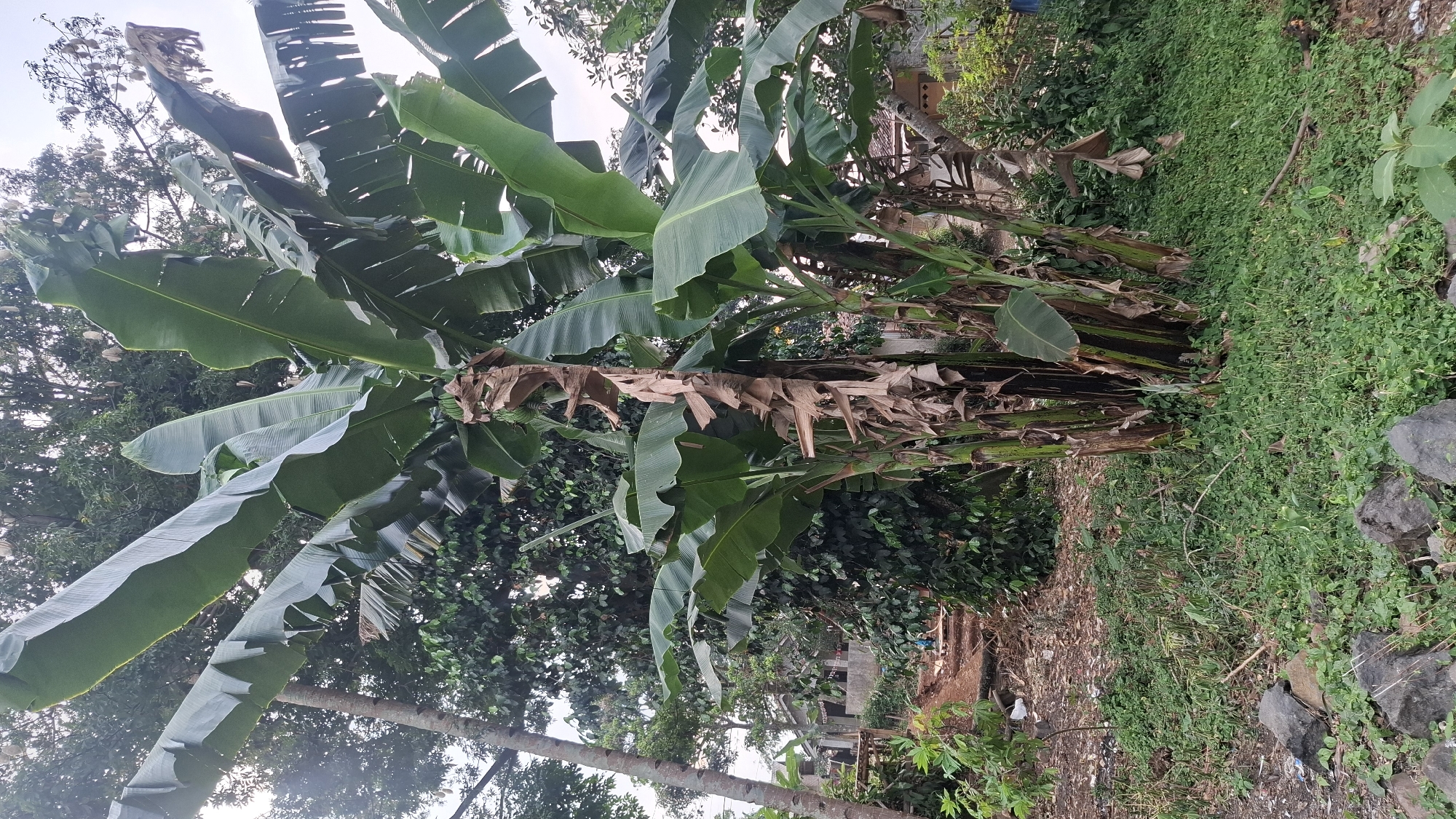 The media file displays a lush, green outdoor scene, likely in Cilaku, Indonesia. Dominating the foreground is a large banana tree with broad, vibrant green leaves and thick, segmented stalks. Some of the lower leaves and stalks show signs of drying and browning, with withered, papery sheaths clinging to the pseudostems. The banana tree is situated amidst dense vegetation, with smaller plants and a carpet of green ground cover visible. In the background, a structure with a tiled roof and hints of other buildings can be seen, suggesting a semi-rural or residential setting. The presence of rocks and scattered debris on the ground indicates an unkempt or natural area. The lighting suggests it is daytime, with the sky visible through the upper branches of the tree, appearing bright and possibly overcast. There is no discernible activity or people in the frame, presenting a still, natural landscape. The overall impression is one of tropical abundance and a slightly wild, overgrown environment.