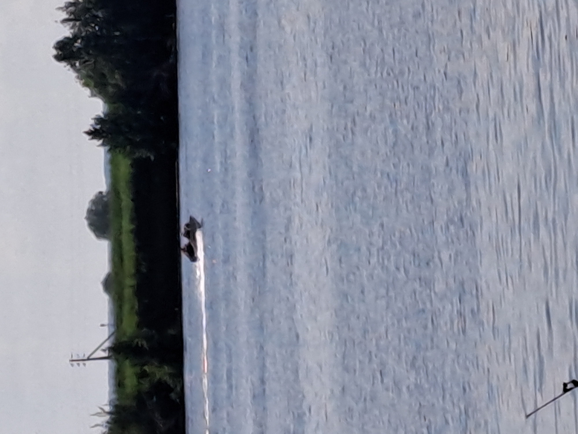 A jet ski carrying two individuals is speeding across a body of water, leaving a white wake behind it. In the background, a line of trees and green foliage borders the water, with a utility pole visible on the left side. The sky is overcast and appears to be a pale gray. The scene is set in Dedinovo, Russia, on a summer day.