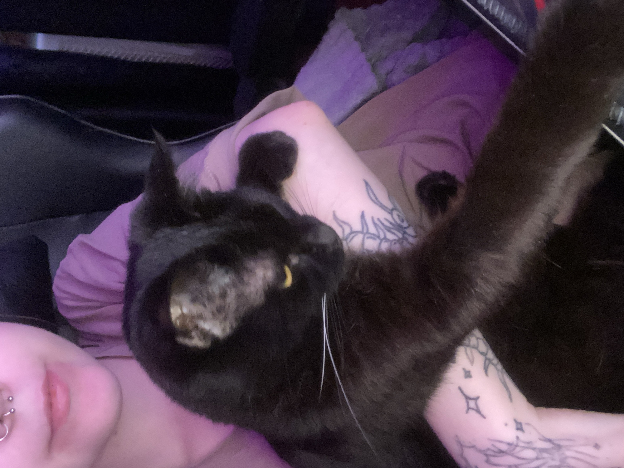 A close-up indoor shot features a black cat reclining on a person's arm and torso. The person's face, including the nose, mouth, and a lip piercing, is visible in the lower-left corner. The person's arm bears tattoo designs. The cat is the central focus, with its head, body, and outstretched paw prominently displayed. A keyboard edge is visible in the upper right corner. A pillow is visible in the top center.
There is no information in the image to determine the location in Izhevsk, Russia.