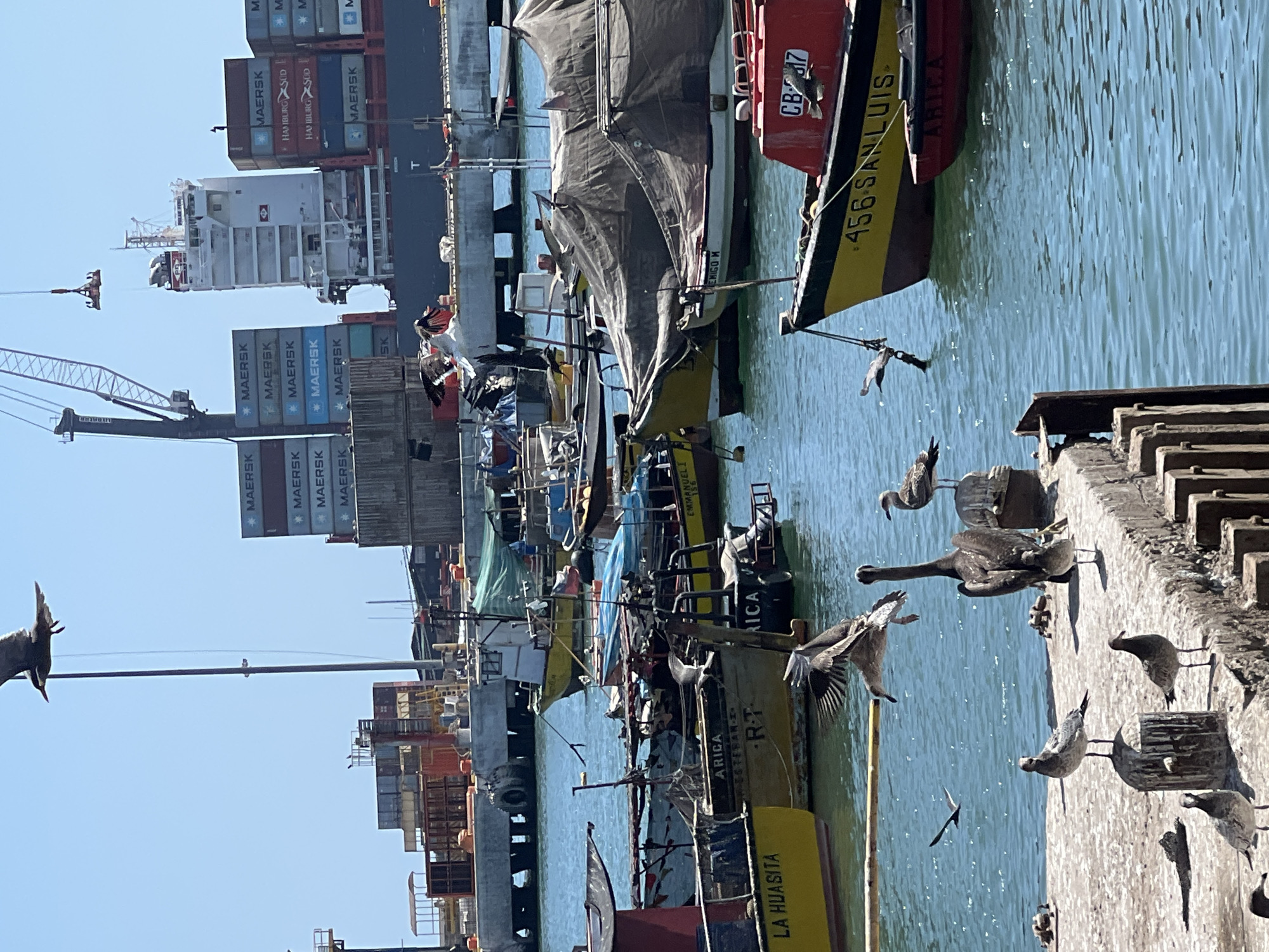 The image shows a bustling harbor scene in Arica, Chile, filled with fishing boats and cargo ships. Several fishing boats, bearing names such as "LA HUASITA" and "456 SAN LUIS," are moored along a concrete pier. Seagulls and pelicans gather on the pier's edge, some in flight. In the background, a large cargo ship laden with "MAERSK" containers is docked, with a crane nearby involved in loading or unloading operations. The sky is clear and blue.