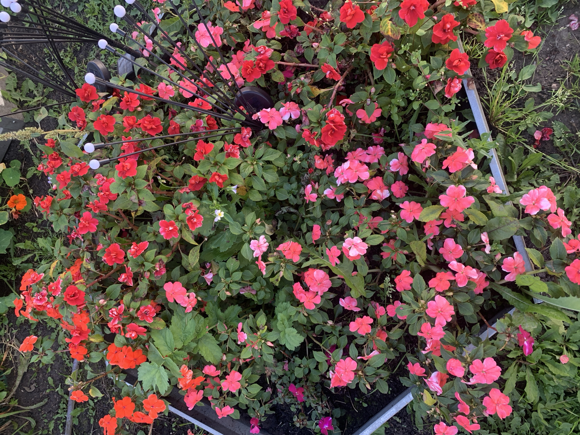 A high-angle, medium shot captures a dense bed of impatiens flowers in shades of pink and red, interspersed with green foliage. The flowers are blooming abundantly, with some petals appearing wilted or damaged. In the background, a black garden light fixture with multiple white globes is partially visible, along with scattered patches of soil and dry grass. The scene appears to be an outdoor setting, possibly a garden or a flower bed in a public space in the village of Карманово, Russia. No people are present in the image.