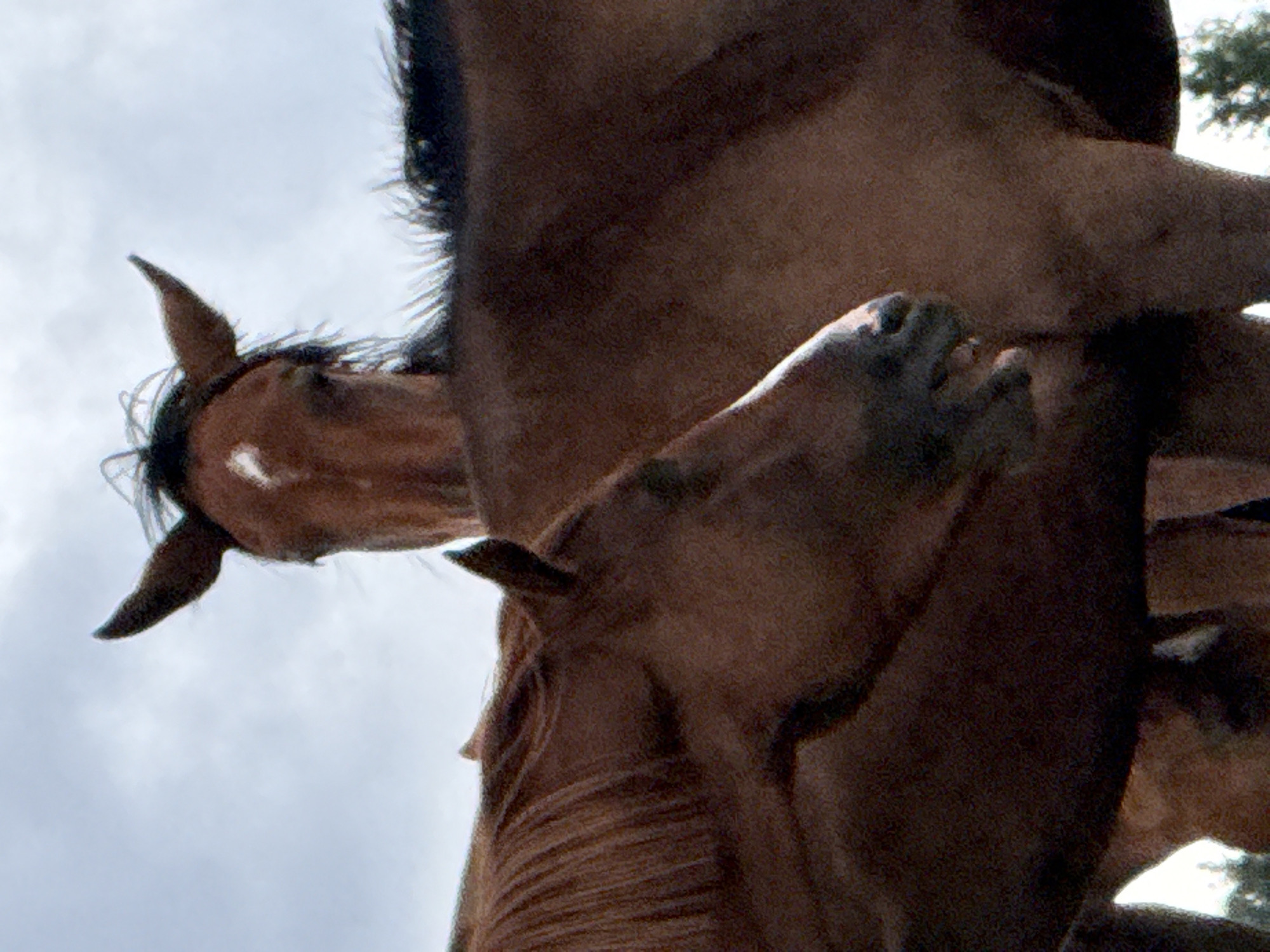 The image, captured in Galinė, Lithuania, features a close-up view of two horses outdoors against a cloudy sky. The horse in the foreground, positioned on the left, is a reddish-brown color, with its head turned and partially obscured by the second horse. Its mane is long and flowing. The second horse, predominantly brown, is partially visible behind the first, with its head facing the camera. This horse has a white marking on its forehead and dark ears. The focus is on the heads and upper bodies of the horses, with the background showing a muted, overcast sky and hints of greenery and trees at the bottom. The lighting is soft and diffused.