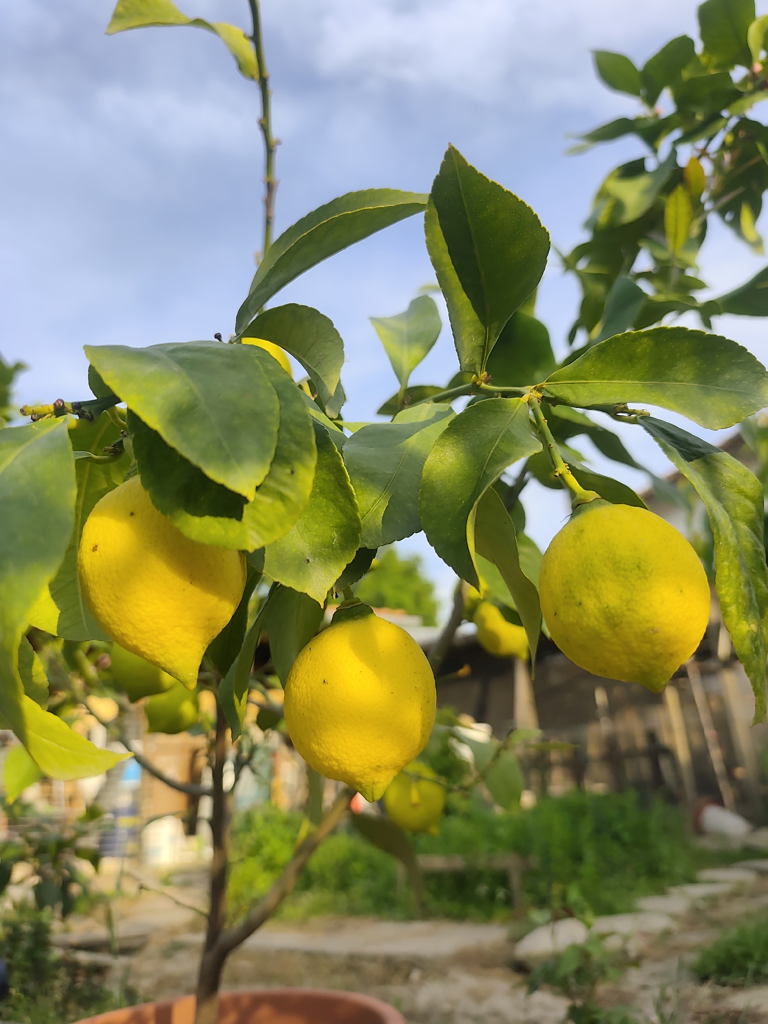 A close-up shot showcases a lemon tree laden with ripe yellow lemons, its leaves lush and green. The tree is potted in what appears to be a terracotta pot. Behind the tree, the background is slightly blurred, revealing elements of a garden or backyard setting. The sky is visible in the upper portion of the image, suggesting an outdoor location. There are no people in the frame. The location is Unknown, Unknown.