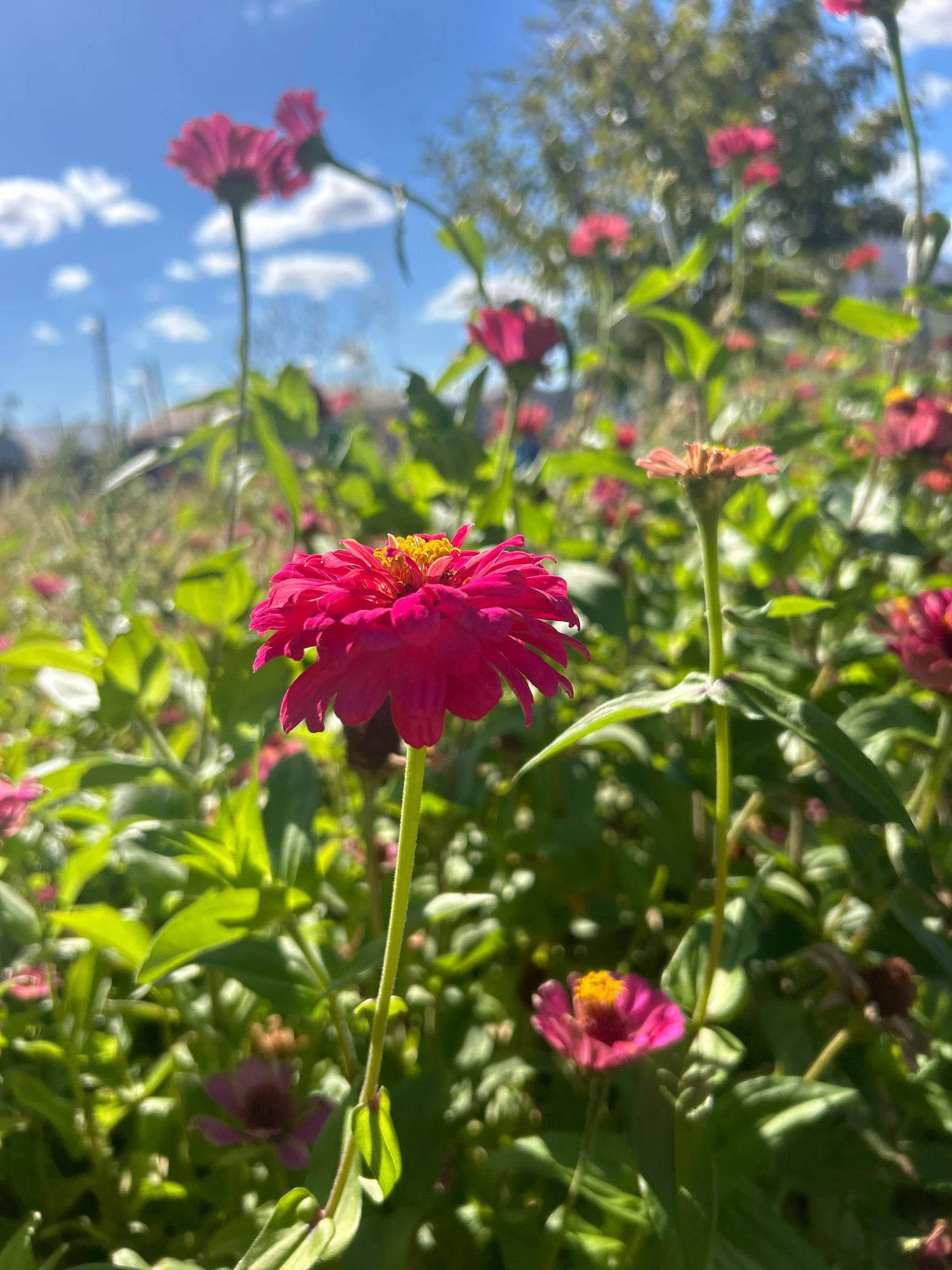 The image captures a close-up view of a bright pink zinnia flower in full bloom, set against a background of lush green foliage and a vibrant blue sky dotted with white clouds. The flower's intricate petals, ranging in color from deep fuchsia to a lighter pink, are sharply in focus, revealing their delicate texture and structure. The center of the flower boasts a cluster of bright yellow stamens, adding a pop of contrasting color.
The zinnia is positioned on the right side of the frame, with its slender green stem and leaves clearly visible. Behind it, a field of other zinnias in various stages of bloom and shades of pink and red are visible, some in sharper focus and others softly blurred. The surrounding greenery creates a dense, natural backdrop, suggesting a garden or a wild patch of flowers.
The sky above is a striking azure, with fluffy white clouds drifting by. The sunlight casts a warm glow on the scene, highlighting the vibrant colors of the flowers and leaves. The overall impression is one of a serene and beautiful natural setting, likely a garden or a field in bloom.
The provided context states the location as "Қандыағаш қаласы әкімдігі, Kazakhstan." This translates to "Akimat of the city of Kandyagash, Kazakhstan," referring to the local government administration building in Kandyagash, a city in Aktobe Region, Kazakhstan. Without further visual cues, it is impossible to definitively pinpoint the exact location within this administrative area. However, the scene suggests an outdoor, possibly public or private garden space within or near the city. There are no people or animals visible in the image, nor any specific structures that can be directly linked to the administrative building. The scene is purely focused on the natural beauty of the flowers and the surrounding environment.