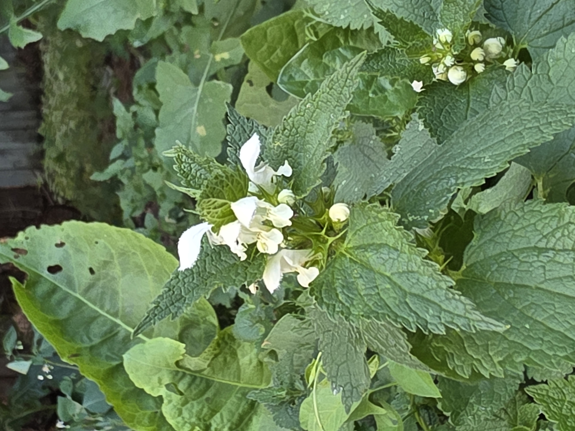 The image shows a close-up view of a plant with green, textured leaves and small white flowers. The plant is growing outdoors, surrounded by other greenery. In the background, a blurred wooden fence and dark soil are visible. There is no indication of the city of Речицы, Russia, nor are there any people or specific actions depicted. The focus is on the botanical details of the plant.