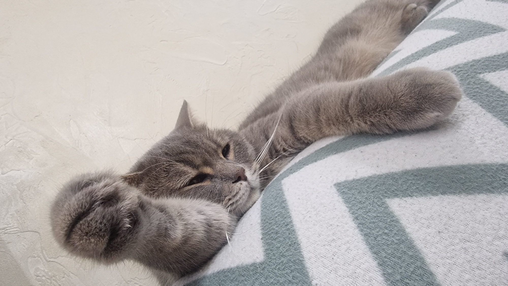 A gray cat is lying on a pillow with a chevron pattern. The cat's left paw is raised and touching its head. Its eyes are partially closed, and it appears to be relaxed. The background is a textured white wall. The image does not provide any information about the city of Sochi, Russia.