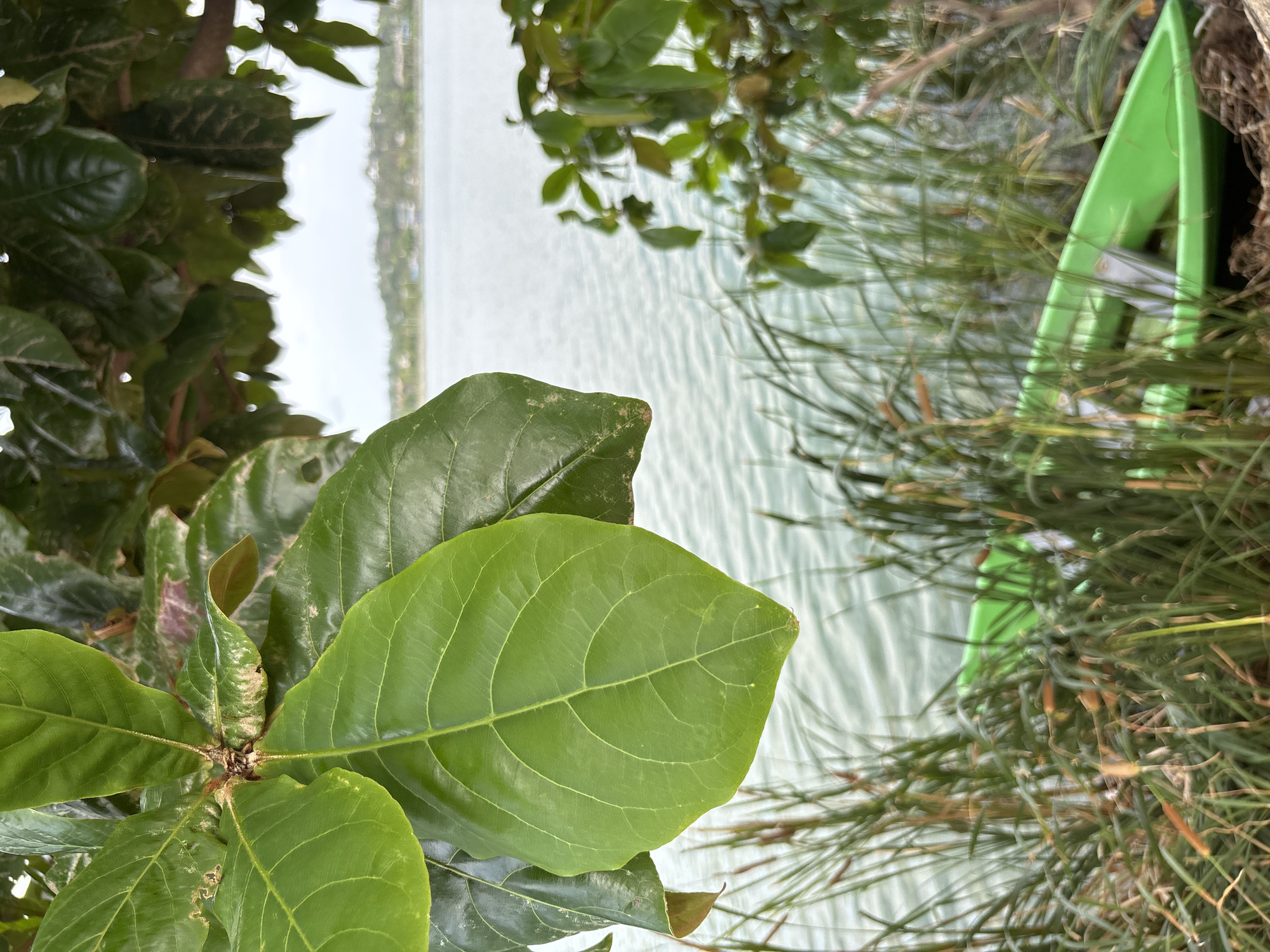 The image captures a scene from Baan Chaweng, Thailand, with a focus on foreground vegetation. A large, vibrant green leaf with distinct veins dominates the lower left of the frame, attached to a stem with several other leaves. Behind the leaves, a body of water, presumably the sea, extends towards the horizon, with buildings visible on the distant shoreline. The water surface has subtle ripples. To the right, tall grass or reeds grow alongside the water. Obscured amongst the tall grass, an object appears, and seems to be a vibrant green object.
