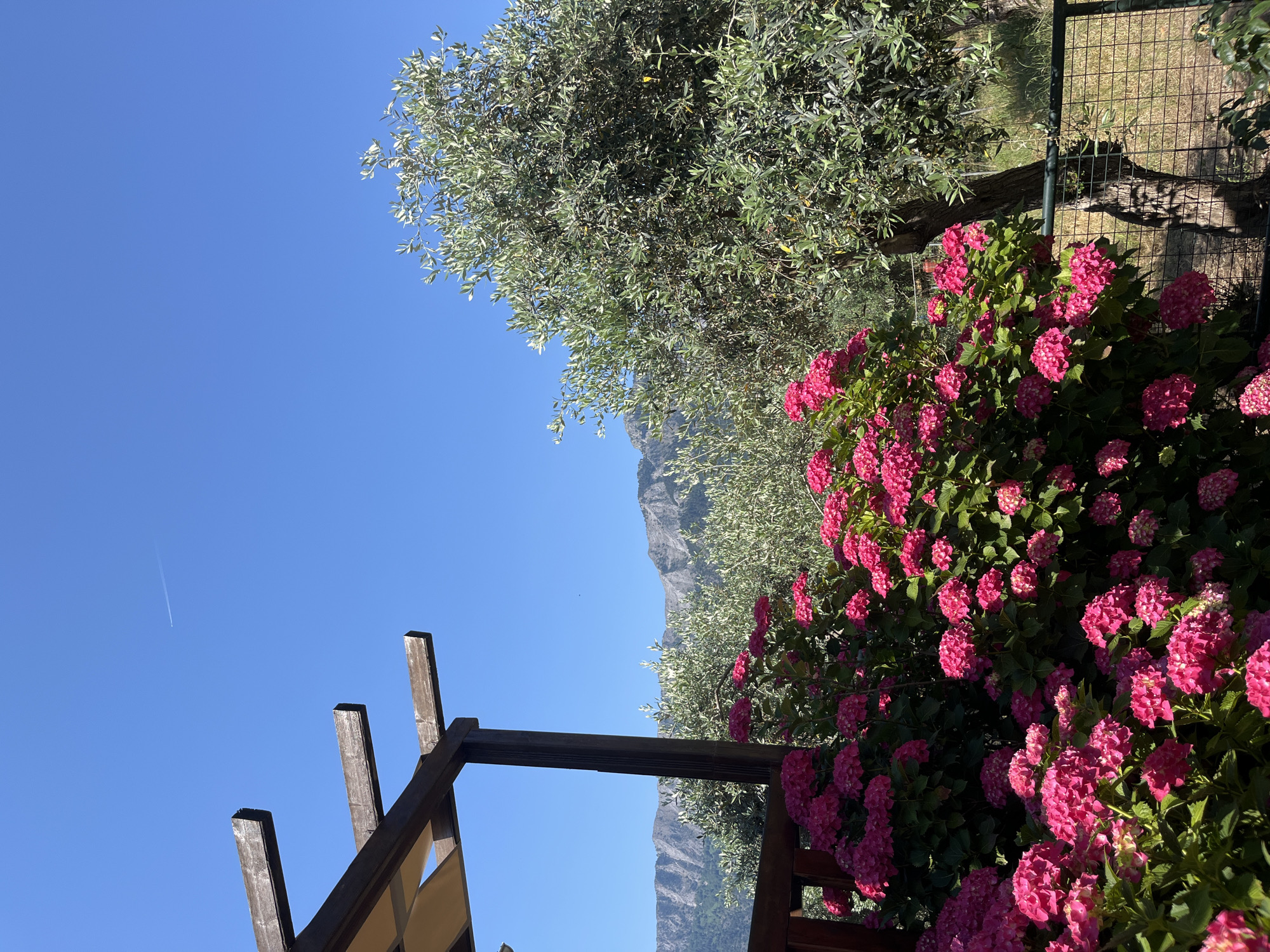In an outdoor setting on a clear day, a pergola with wooden beams and a beige canopy is visible in the upper left corner. A dense bush of bright pink hydrangeas occupies the lower left and central foreground, with some foliage extending into the midground. To the right of the hydrangeas is a mature olive tree with silvery-green leaves, its trunk thick and textured. Beyond the olive tree, a wire fence runs horizontally across the lower right portion of the image, with dry grass and vegetation visible behind it. In the background, a range of rugged, grey mountains forms a dramatic backdrop under a bright blue sky. A faint white contrail from an aircraft is visible in the upper sky. The scene depicts a tranquil, natural landscape, likely in a Mediterranean region given the olive trees and mountainous terrain.