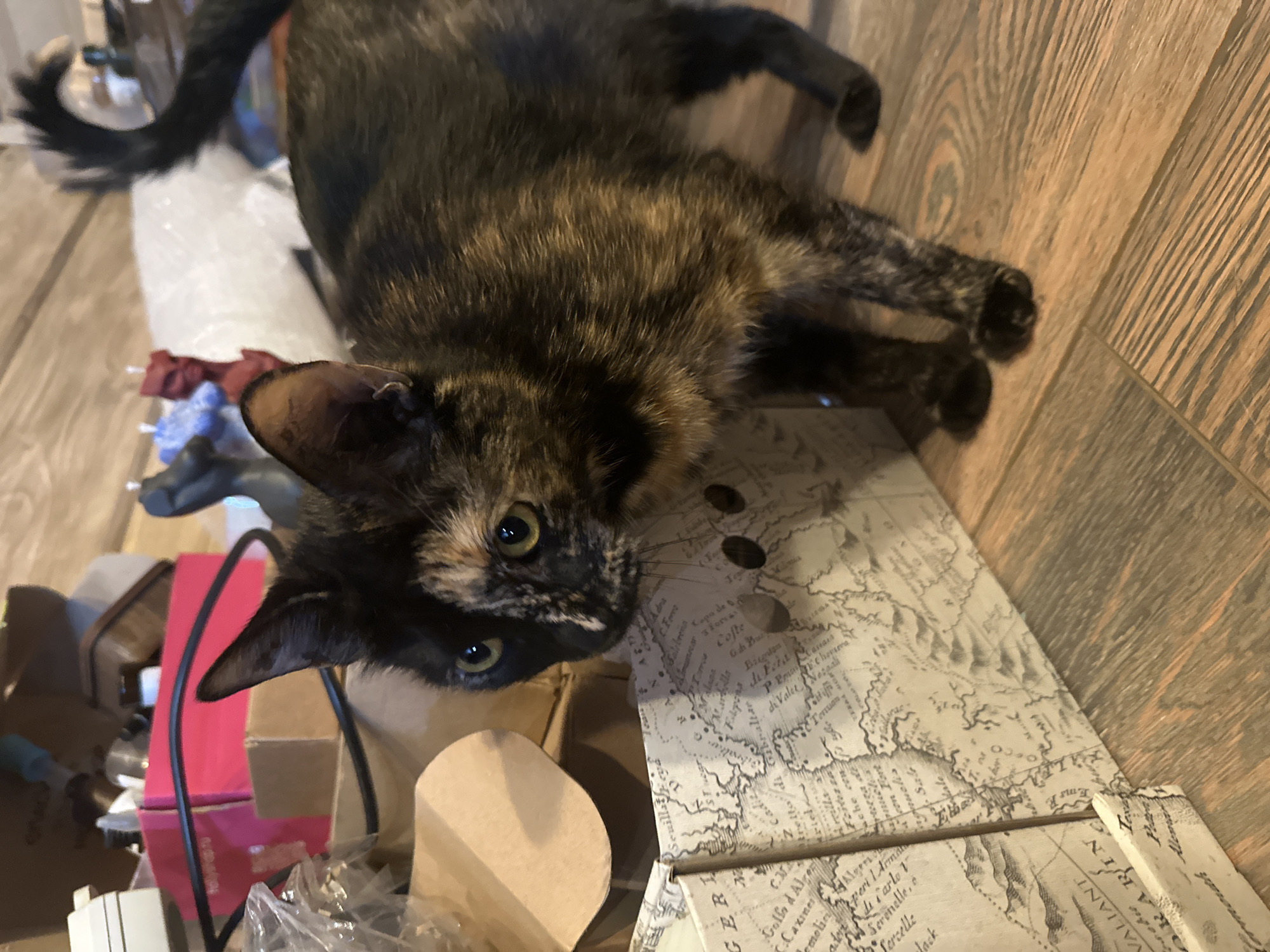 A tortoiseshell cat with green eyes stands on a wooden floor in front of a box decorated with an old map. The cat's fur is a mix of black, brown, and orange. The box has text in various languages, including what appears to be Italian and English. In the background, there are several cardboard boxes, some with pink packaging, and other assorted items. The lighting suggests an indoor environment. The scene is not located in Virki, Russia.