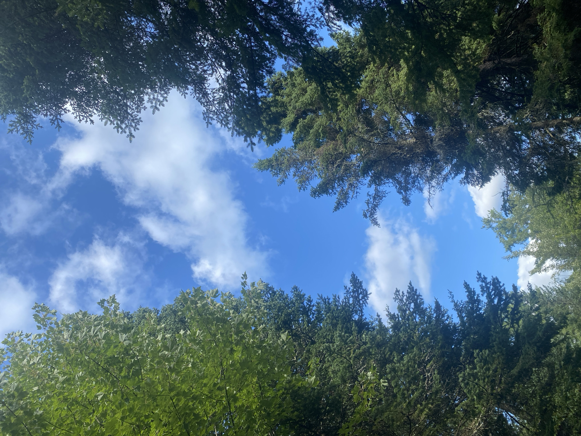 The image displays a view looking up through a dense forest with a bright blue sky and scattered white clouds. On the left side of the frame, large deciduous trees with vibrant green leaves are prominent, framing the sky. On the right side, towering coniferous trees, likely spruces or firs, with dark green needles dominate, their branches reaching towards the sky. The perspective suggests the photo was taken from ground level, looking upwards. The environment is natural and appears to be a forest in Saint-Gabriel-de-Valcartier, Canada. There are no people or specific objects clearly discernible, apart from the trees and the sky. The lighting indicates it is daytime, with sunlight filtering through the foliage.