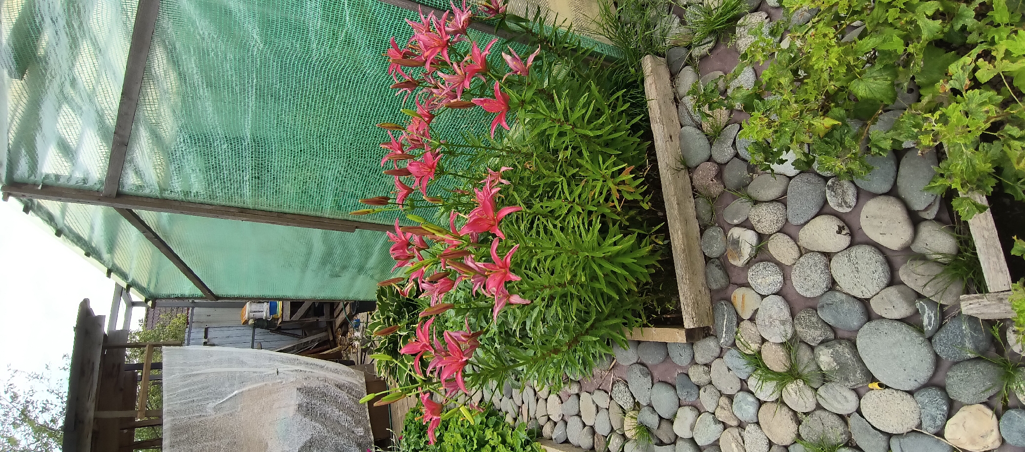 The image depicts a garden scene at the LMS Settlement, Russia. In the foreground, a raised garden bed is filled with vibrant pink lilies in bloom, with numerous buds still to open. The bed is bordered by smooth, grey river stones that form a pathway. Behind the lilies, a large structure covered with green netting stands, likely a greenhouse or a protective covering for plants. To the left of the greenhouse, a wooden structure with a peaked roof is visible, along with some white mesh material. The overall environment suggests a well-tended outdoor space, possibly a residential garden, with a focus on floral cultivation. No people are present in the image.