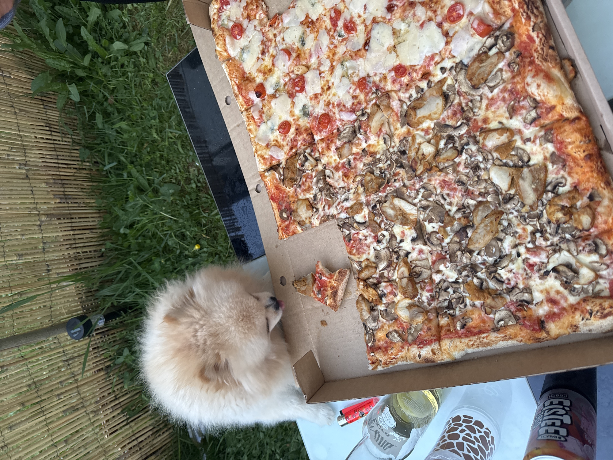 A medium-sized, tan-colored dog is sniffing at a slice of pizza taken out of a large pizza box. The box contains a rectangular pizza with two distinct toppings: one half with sliced tomatoes and white cheese chunks, and the other half covered in mushrooms. The pizza box sits on a small table that is partially on a patch of grass. Other items on the table include a lighter, a glass, a cup with a giraffe print, and two bottles. The location is potentially Bietigheim-Bissingen, Germany.