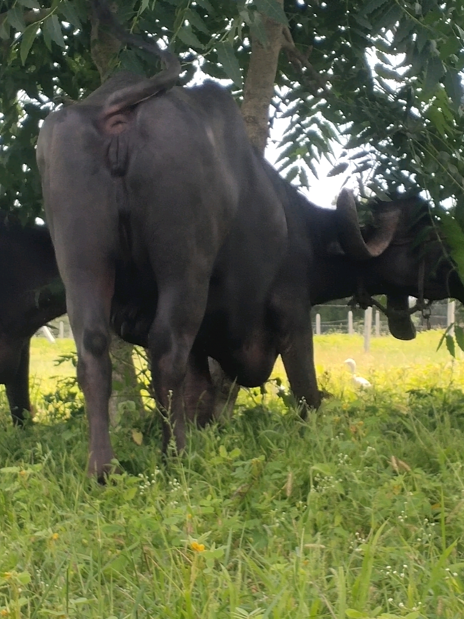 In a grassy field in Deulghat, India, two water buffaloes are standing near trees. The buffalo in the foreground is facing away from the camera, showing its hindquarters and legs. The other buffalo is partially visible to its left. The ground is covered in green grass with some yellow wildflowers. In the background, there are white fence posts and a white bird in the distance. Sunlight filters through the leaves of the trees, creating dappled light on the scene.