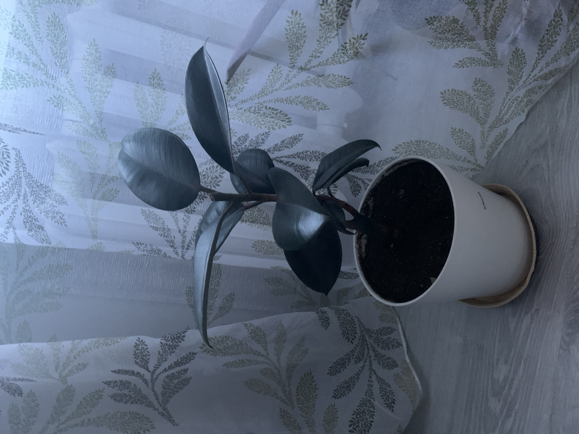 A dark green rubber plant, Ficus elastica, is positioned in a white ceramic pot on a light grey wooden surface, next to sheer white curtains with a repeating pattern of light green leaves. The plant has several large, glossy, dark leaves and a visible stem. The pot is resting on a light-colored saucer. The overall scene appears to be indoors, near a window, with the curtains providing a backdrop. The lighting suggests it might be daytime with diffused light coming through the window. There are no people or animals present in the image. The image does not contain any information that allows for the identification of its location within the city of Volchansk, Russia.