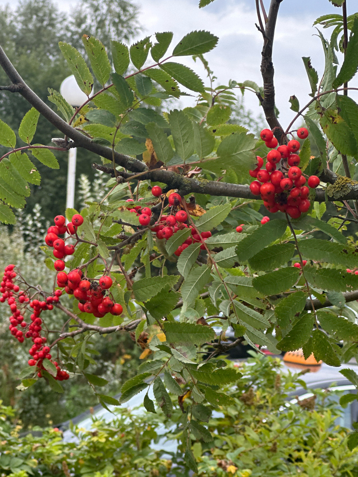The image is a close-up, outdoor shot of a rowan tree branch laden with bright red berries. The berries are clustered in bunches and hang amidst green, serrated leaves. The background is blurred, showing greenery and what appears to be a light-colored pole with a spherical top, possibly a street lamp. In the far background, a sliver of a grey car and a portion of an orange object, possibly a taxi sign, are visible, suggesting an urban or suburban setting. The overall impression is one of nature encroaching upon a man-made environment, with the vibrant red berries providing a focal point against the muted backdrop. The location is identified as Minsk, Belarus.