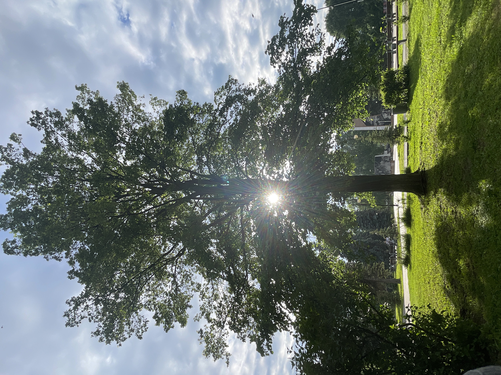 The image depicts a large tree with the sun shining through its branches, creating a starburst effect. The tree is located in a park with a grassy lawn and scattered bushes. In the background, there are other trees, benches, and a walkway. The sky is partly cloudy. The overall scene suggests a sunny day in a public park. This location is the "Park of Culture and Leisure" in Izhevsk, Russia. There are no people clearly visible in the image.