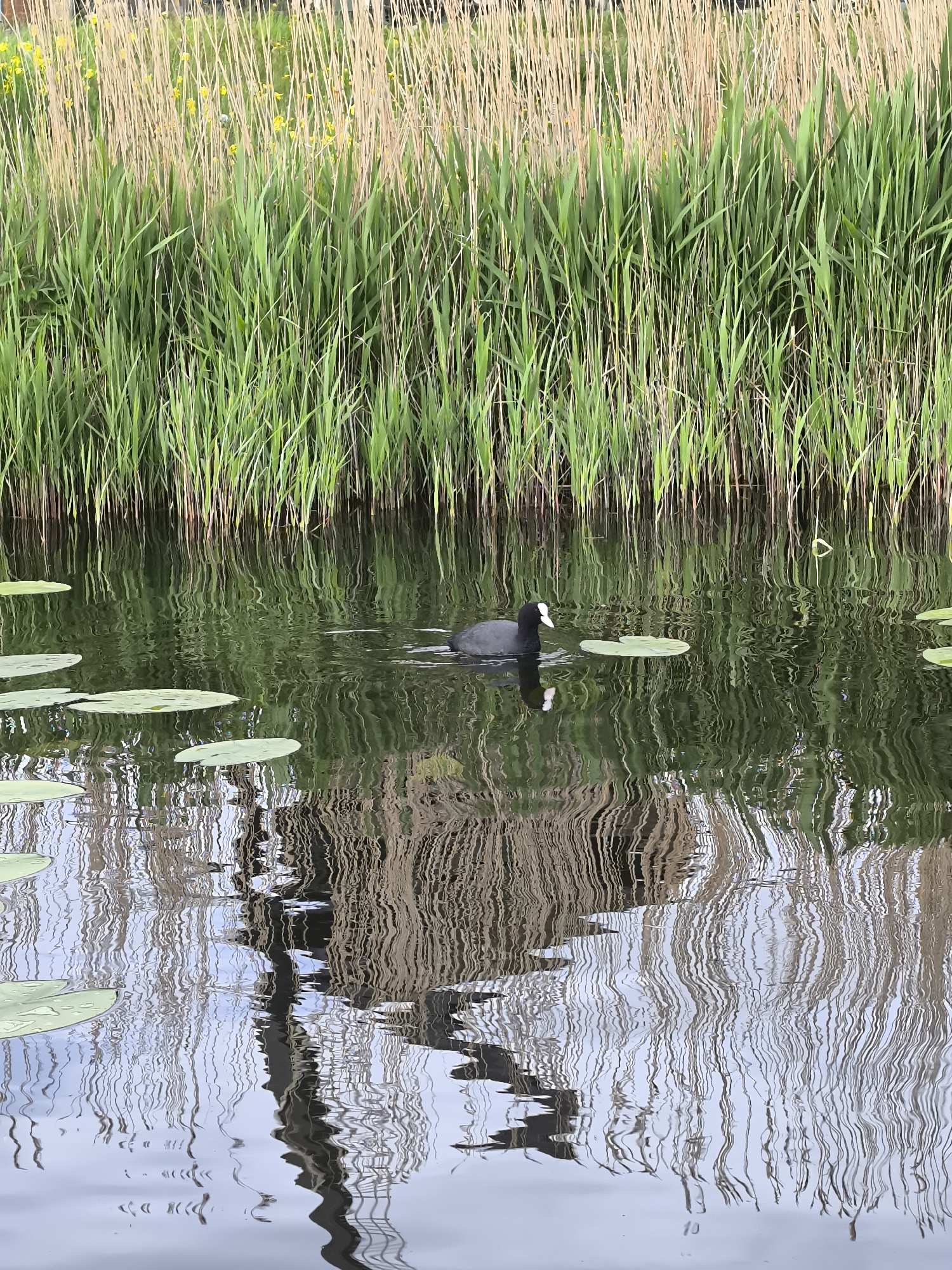 The image shows a body of water, likely a canal or pond, with tall reeds and grasses growing along the bank. A black bird with a white beak and frontal shield, identified as a coot, is swimming in the water. Lily pads are scattered on the water's surface. The water's reflection is distorted, obscuring the details of the background, but vertical lines suggest a structure like a bridge or lamppost reflected in the water. The location is Oudorp, Netherlands, based on prior knowledge or context.