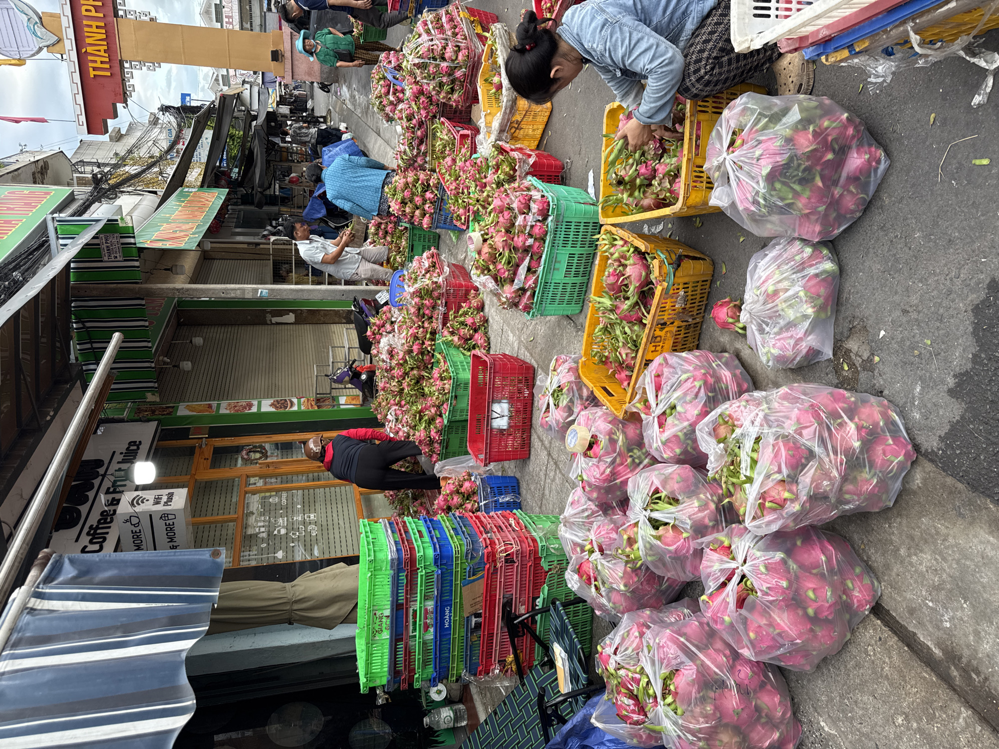 This image captures a street scene in Nha Trang, Vietnam, likely a market area. The foreground is dominated by numerous large, transparent plastic bags filled with ripe dragon fruit, their vibrant pink skins and green tops visible. These bags are arranged on the paved ground, with some resting in yellow and green plastic crates.
A woman, wearing a denim jacket and patterned pants, is crouched down, actively sorting through a yellow crate filled with dragon fruit. Her hands are engaged in selecting and handling the fruit. Behind her, a stack of colorful plastic crates (green, blue, and red) is piled high, suggesting a storage or transportation setup. A blue and green striped chair is placed next to the crates, hinting at a resting spot.
Further back, other individuals are visible. A man in a white shirt is seen near a pile of dragon fruit, and a woman in a blue top is also present. In the background, stalls with awnings and rolling metal shutters line the street. Signs are visible, including one that reads "COFFEE & FRUIT JUICE" with a Wi-Fi symbol, indicating a nearby establishment. The overall environment suggests a bustling outdoor market where produce is being prepared and sold. The lighting indicates it is daytime, with an overcast sky.