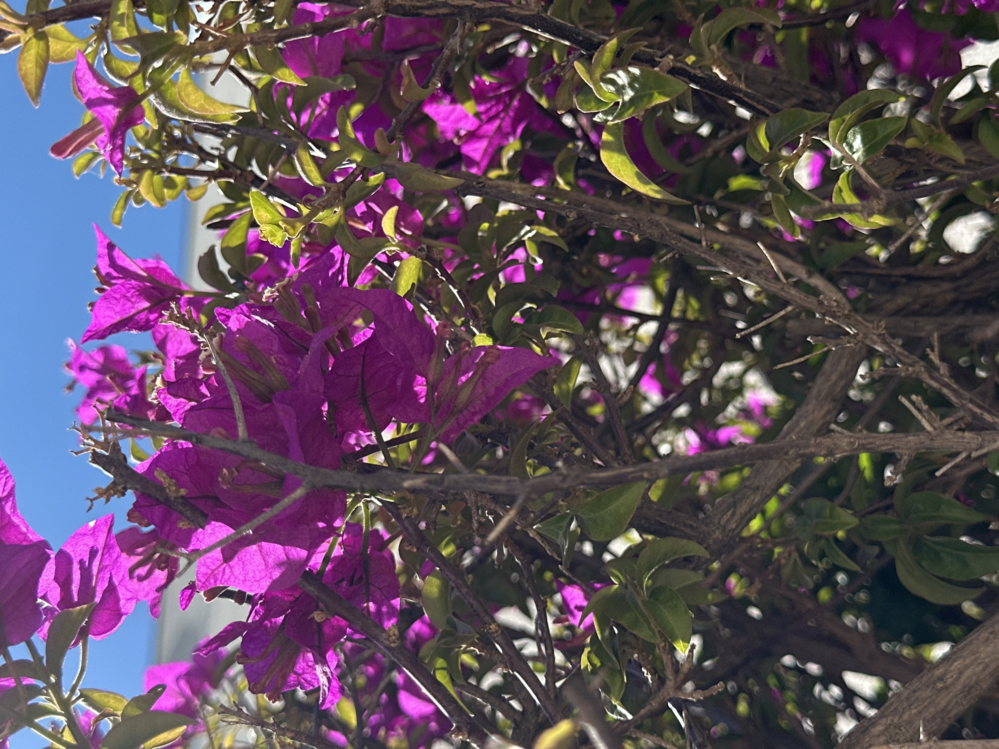 The image shows a close-up view of purple bougainvillea flowers in bloom against a blue sky. The flowers are interspersed with green leaves and brown branches. The location is assumed to be Boreti, Montenegro based on the prompt.