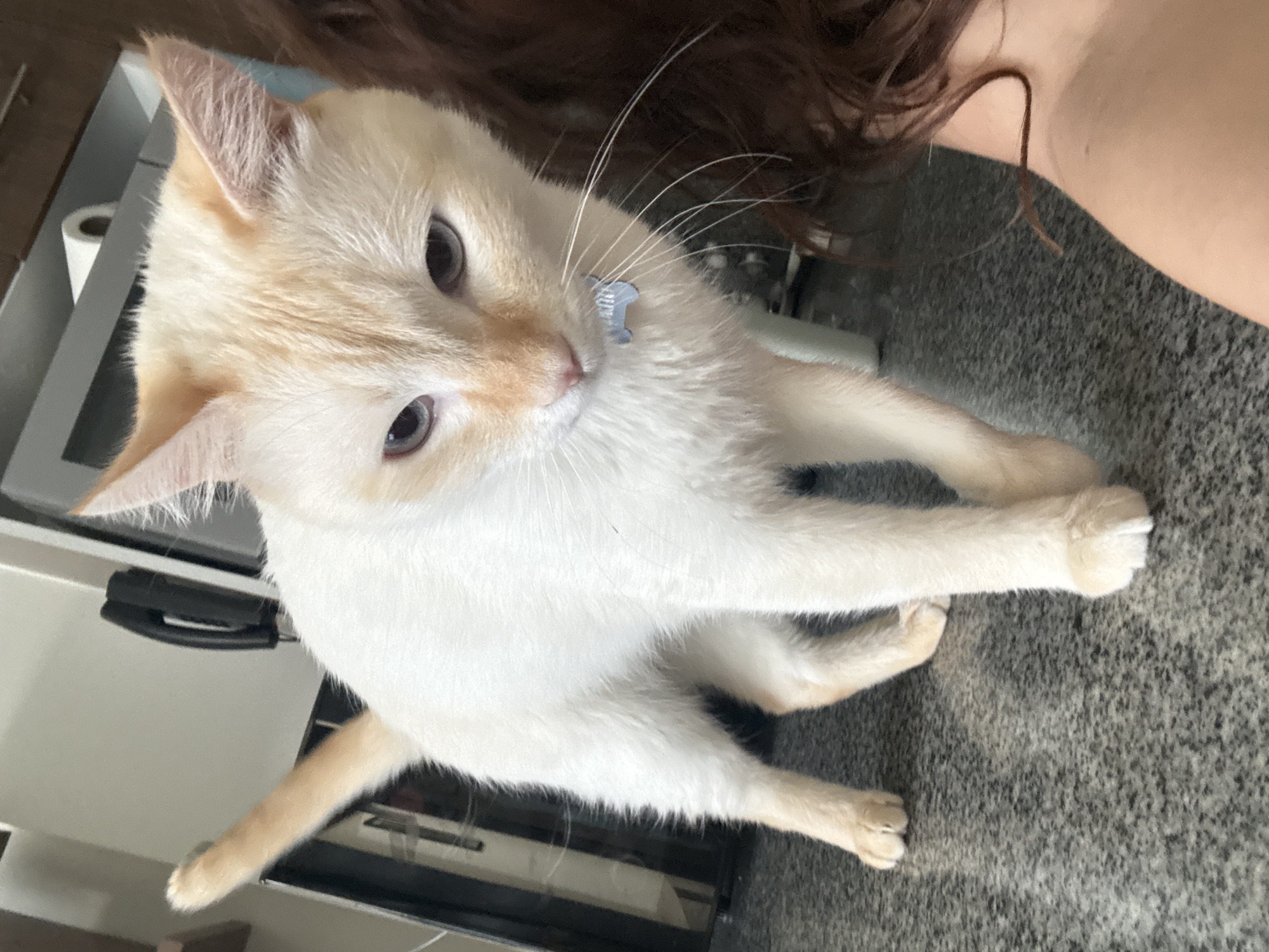 A light-colored cat with tabby-like markings on its head and tail is sitting on a gray countertop. The cat has a blue collar tag. The cat is looking up at the camera. Part of a person with brown hair and fair skin is visible in the background. A white cabinet is also visible in the background. The location is likely an indoor space, possibly a kitchen, but the exact location in Mexico City cannot be determined from the image.