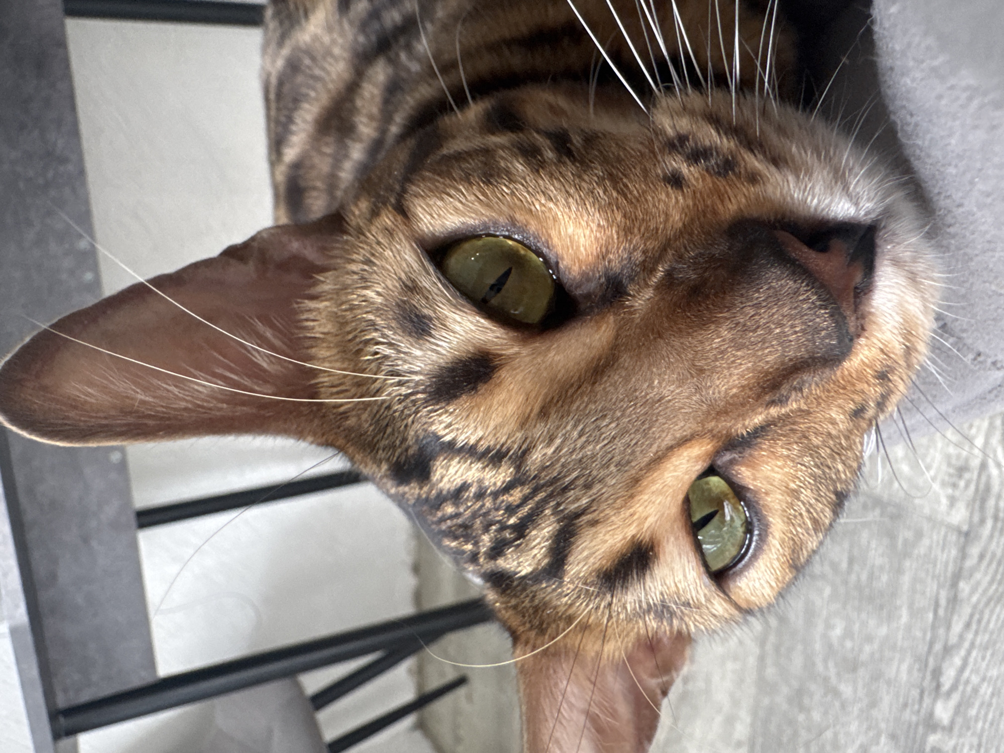 This media file is a close-up, high-angle shot of a Bengal cat's face. The cat has distinctive brown and black spotted fur and bright green eyes. Its head is tilted, and it appears to be looking directly at the camera. The cat is resting on a soft, gray surface, possibly a blanket or pillow, with its whiskers fanned out. In the background, there are hints of a metallic structure, possibly a shelf or railing, and a light-colored, textured surface that could be a wall or floor. The lighting suggests it is daytime, likely indoors. No text is visible in the image. The cat's expression is alert and curious. The scene is domestic and intimate, focusing on the cat's features.