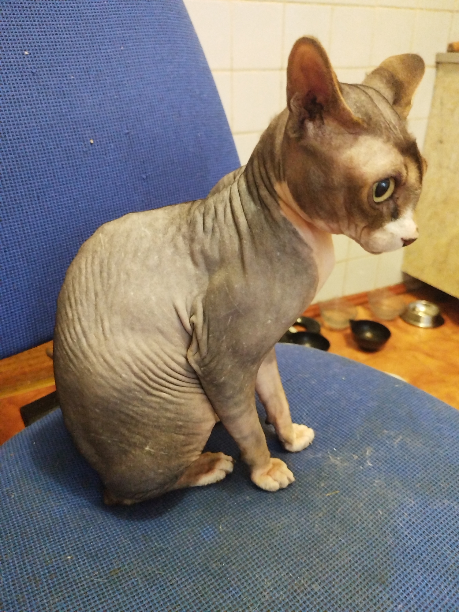 A hairless cat is sitting on a blue chair in an indoor setting. The cat has wrinkled skin and large ears. The background shows a tiled wall and a floor with several bowls, some appearing to be pet food bowls. The lighting suggests an indoor environment, possibly a home or a pet-related facility.
